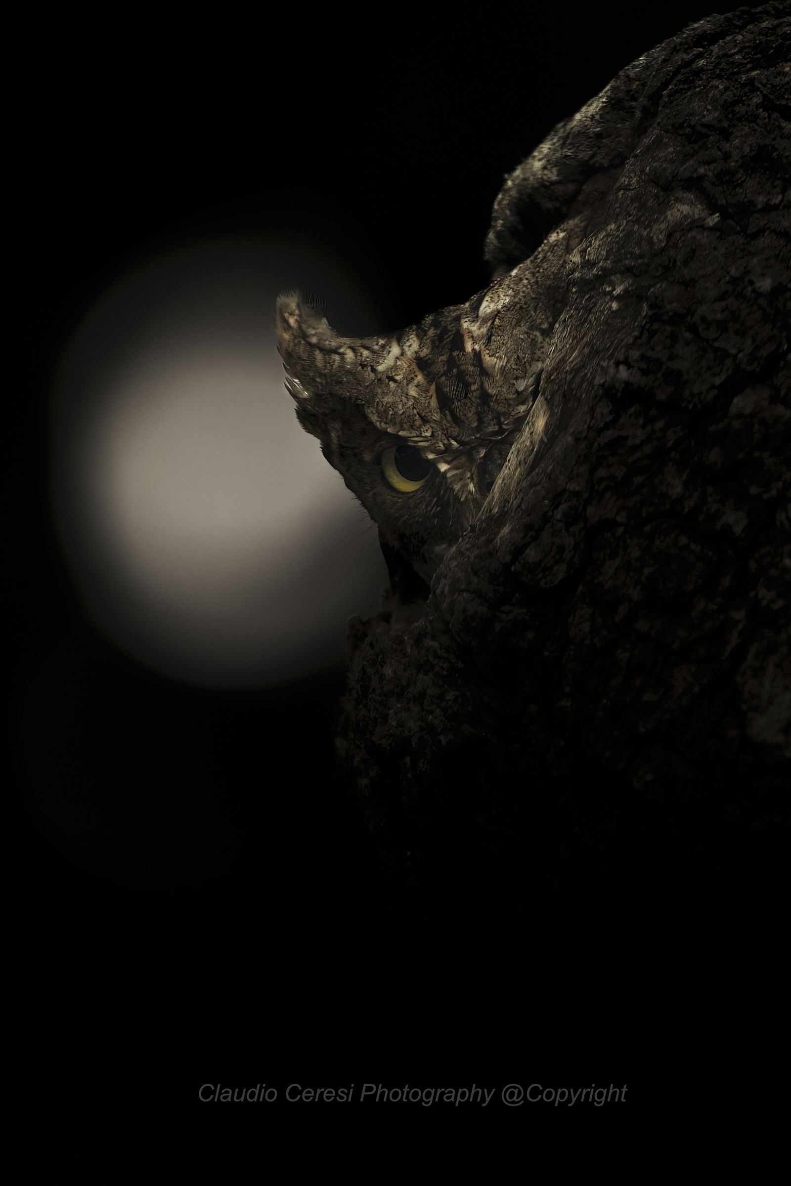 assiolo tenebroso al capanno massumatico