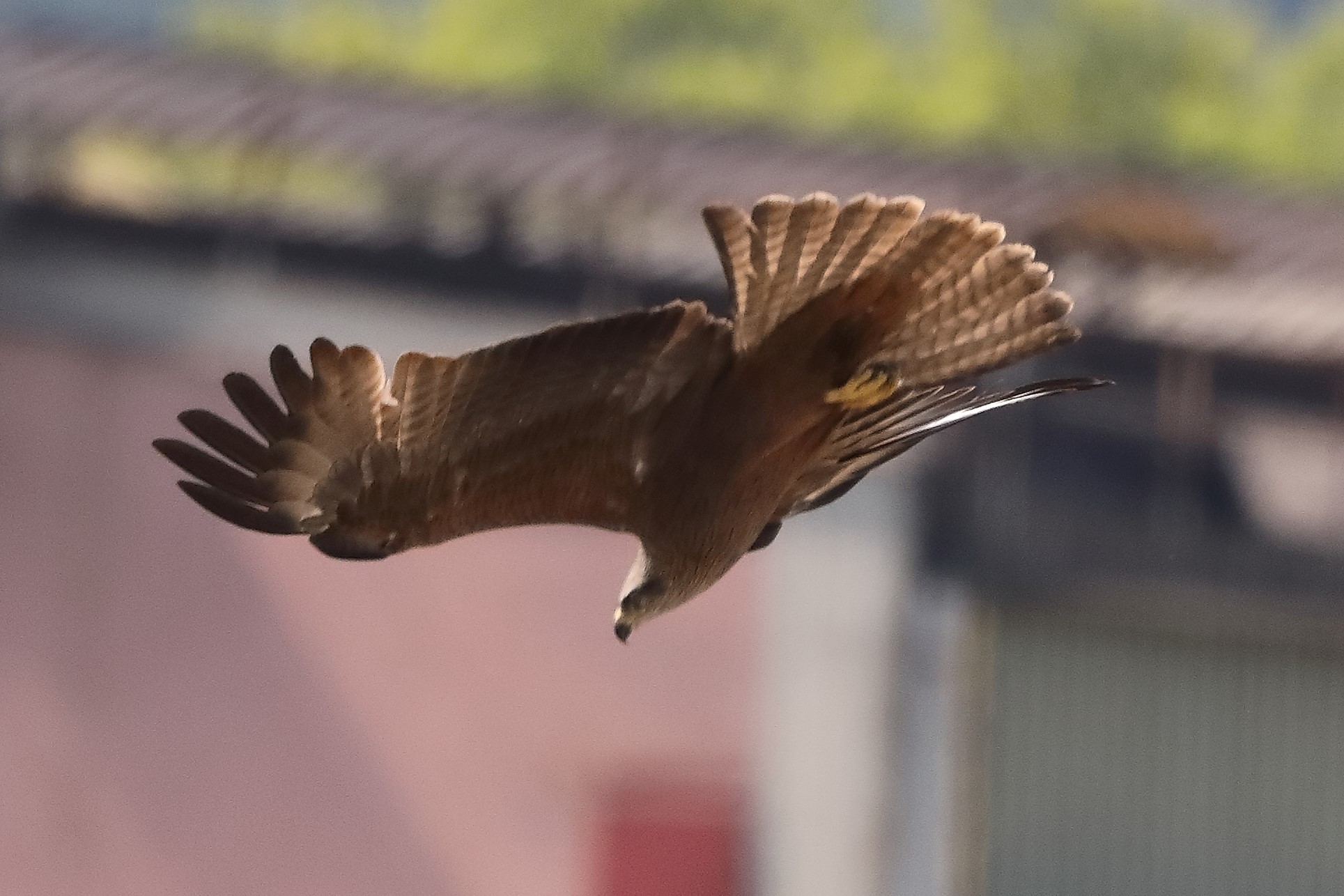 Nibbio bruno 29-04-2022