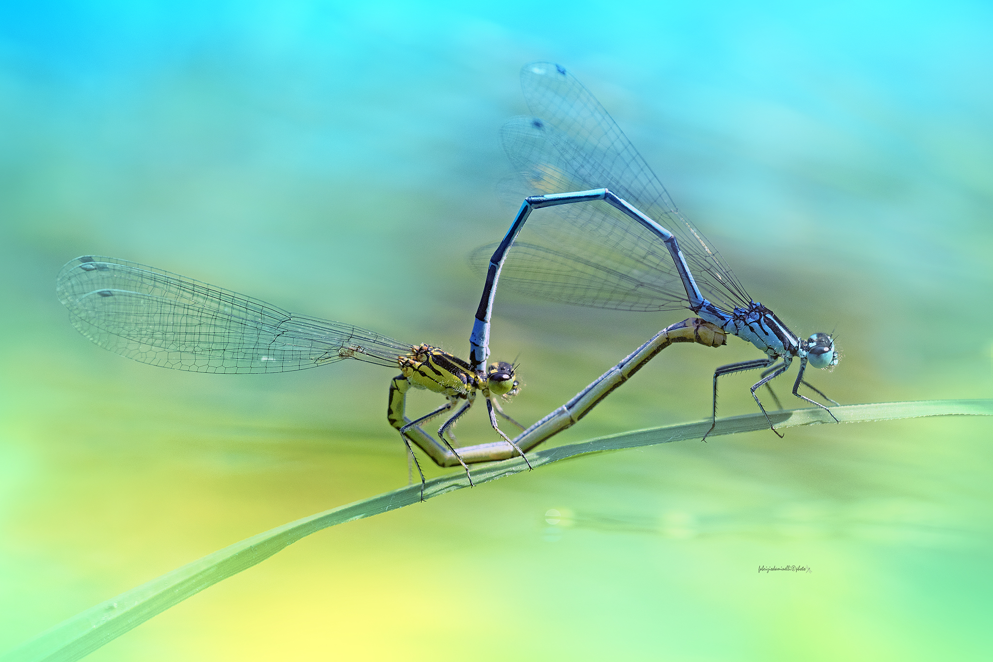 Coenagrion puella