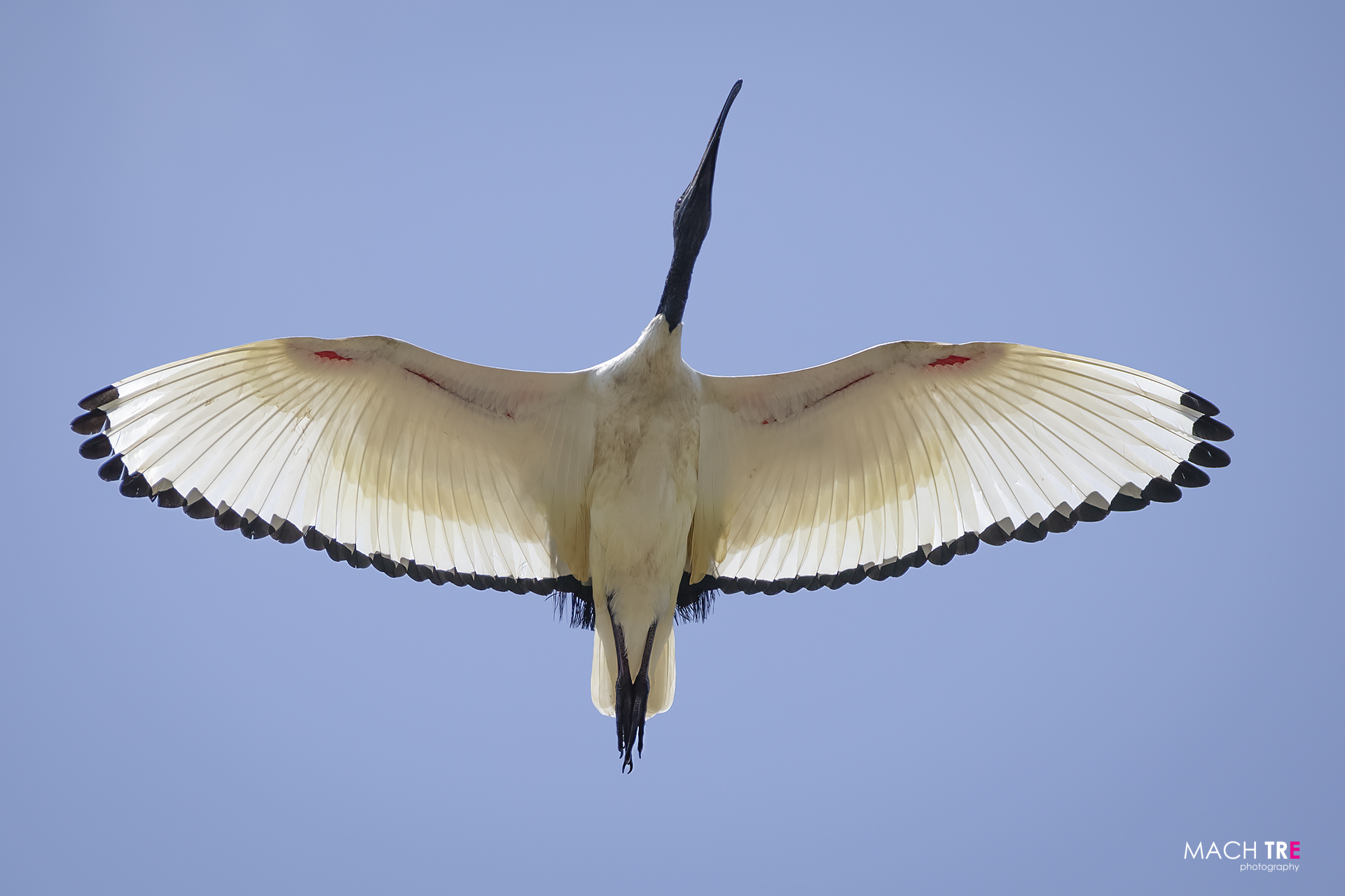 Sacred ibis (Threskiornis aethiopicus)
