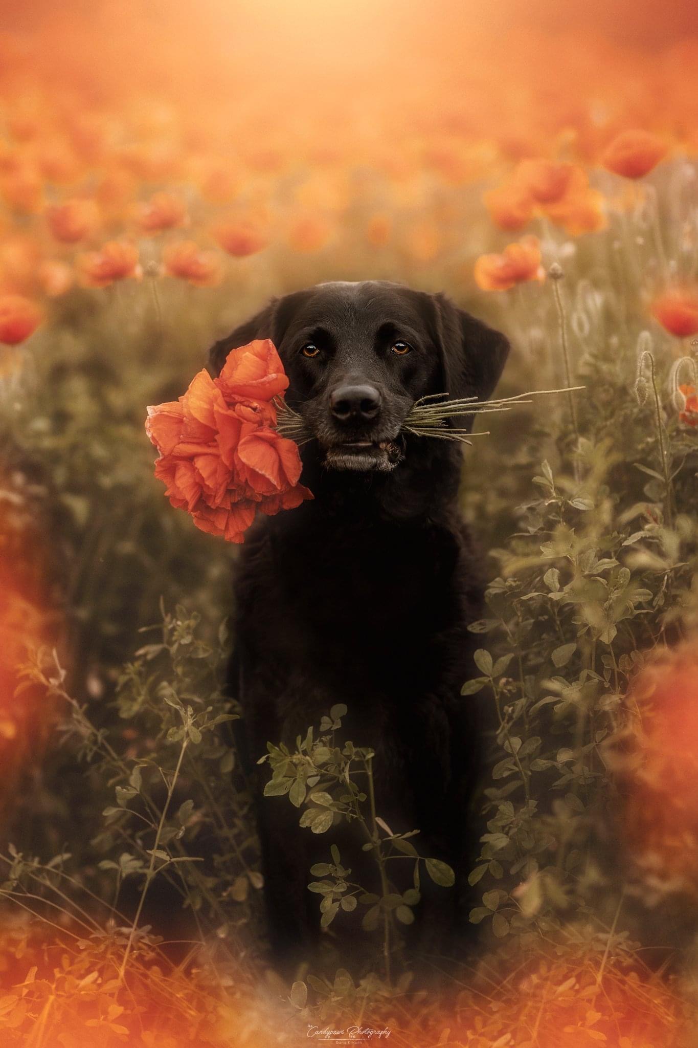 That bouquet of flowers!