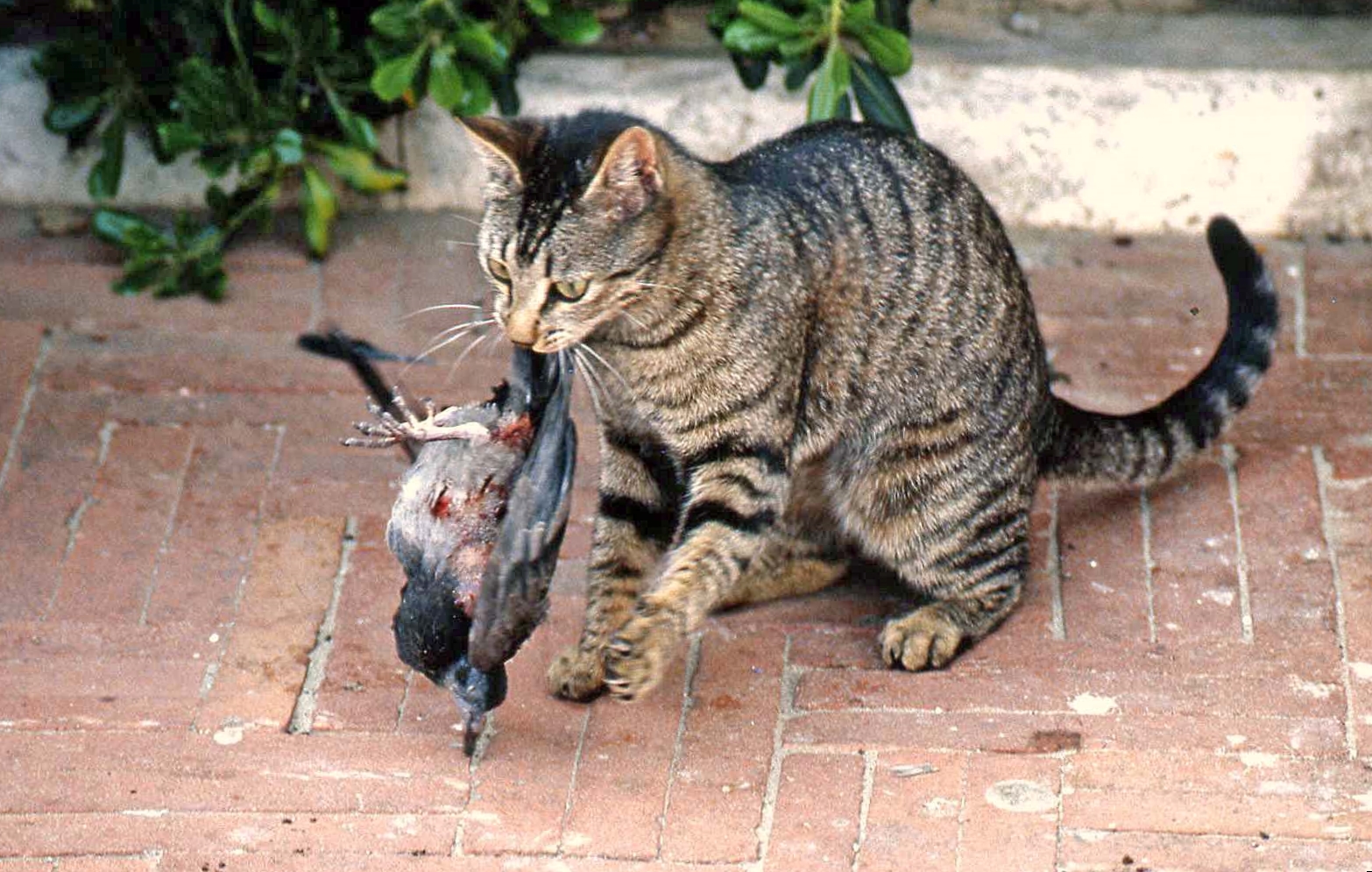 Gatto che uccide un colombo (digitalizzata)