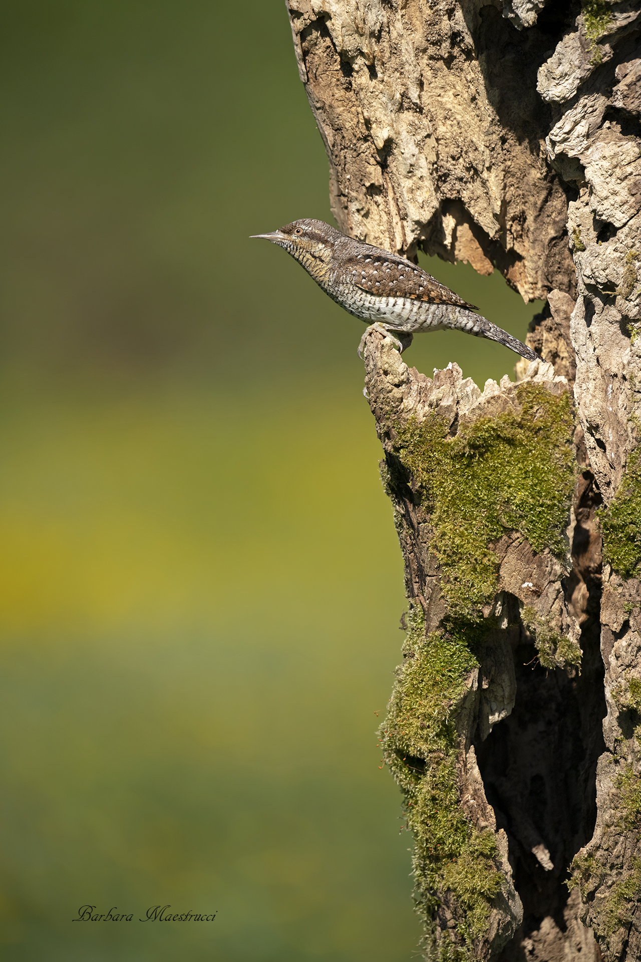 Wryneck...