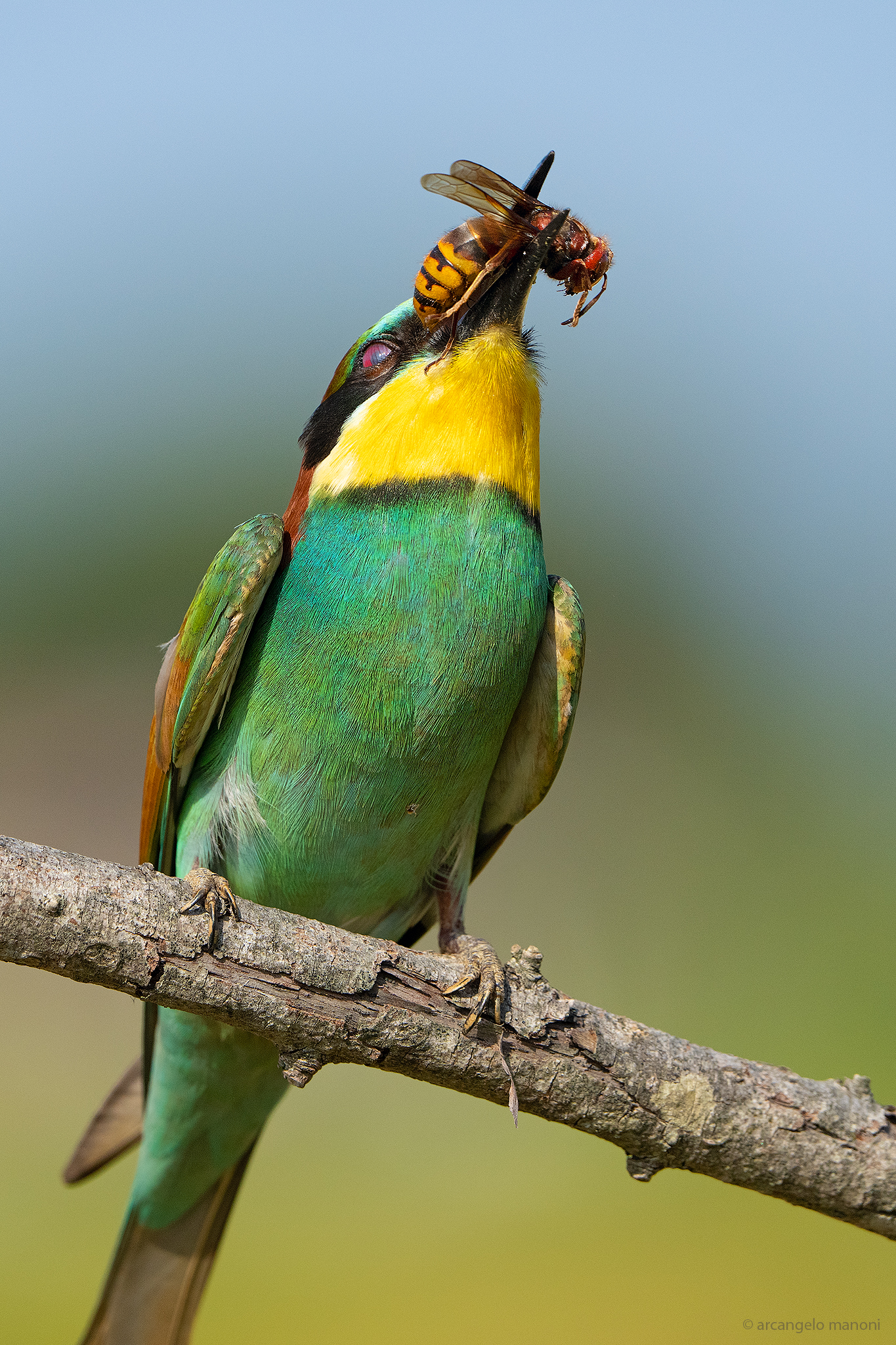 The bee-eater and the hornet