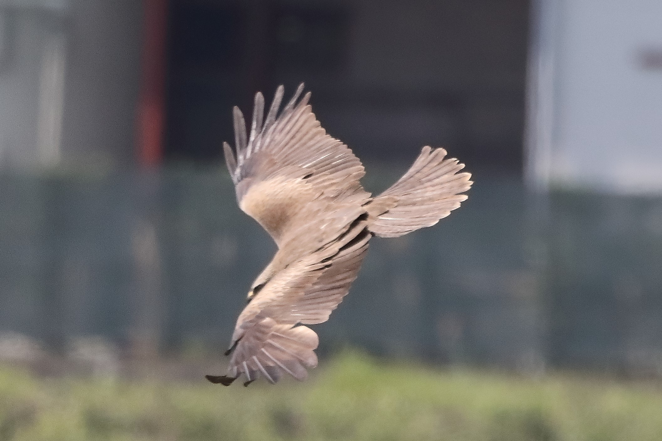 Nibbio bruno 29-04-2022