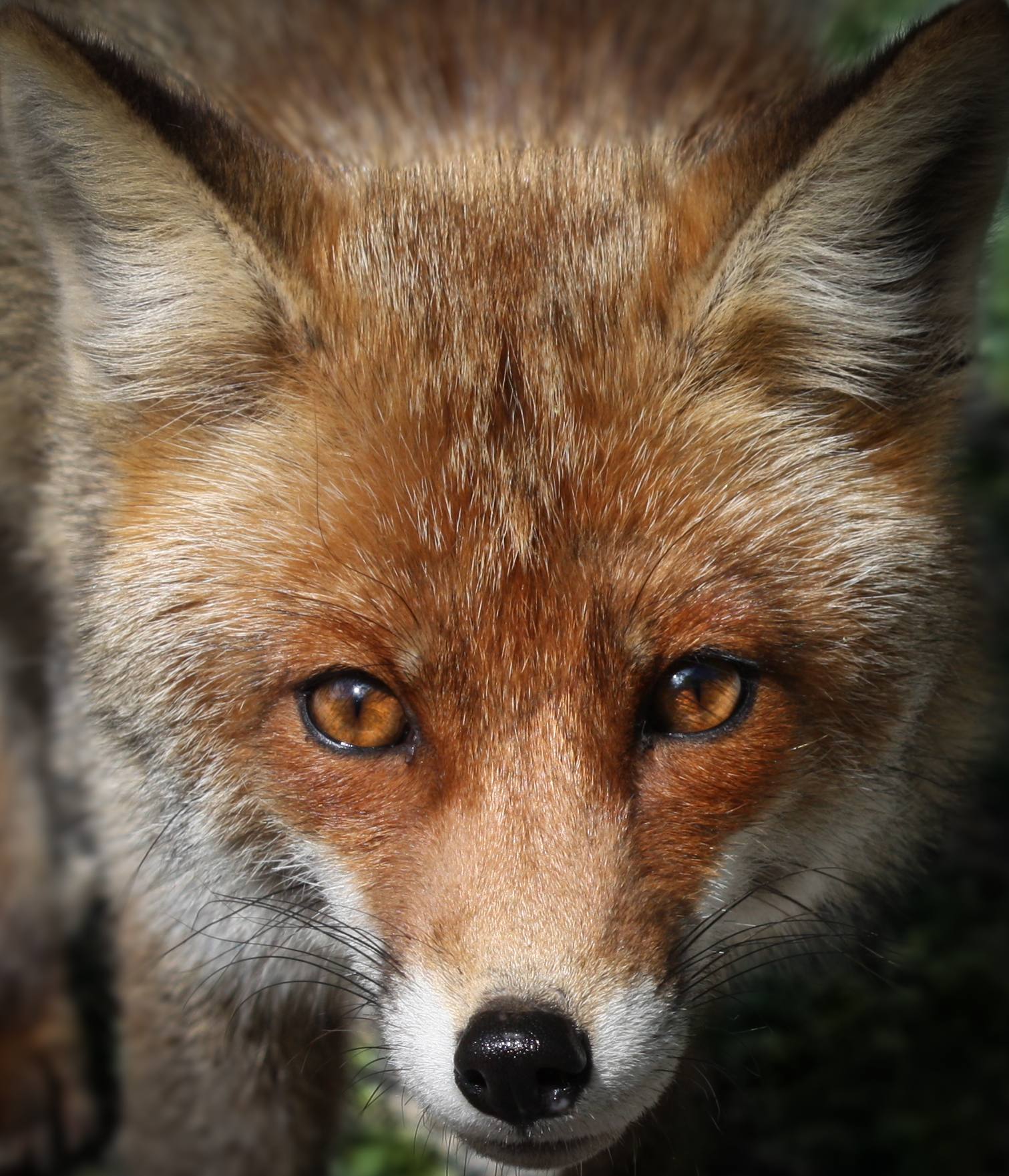 cunning eyes