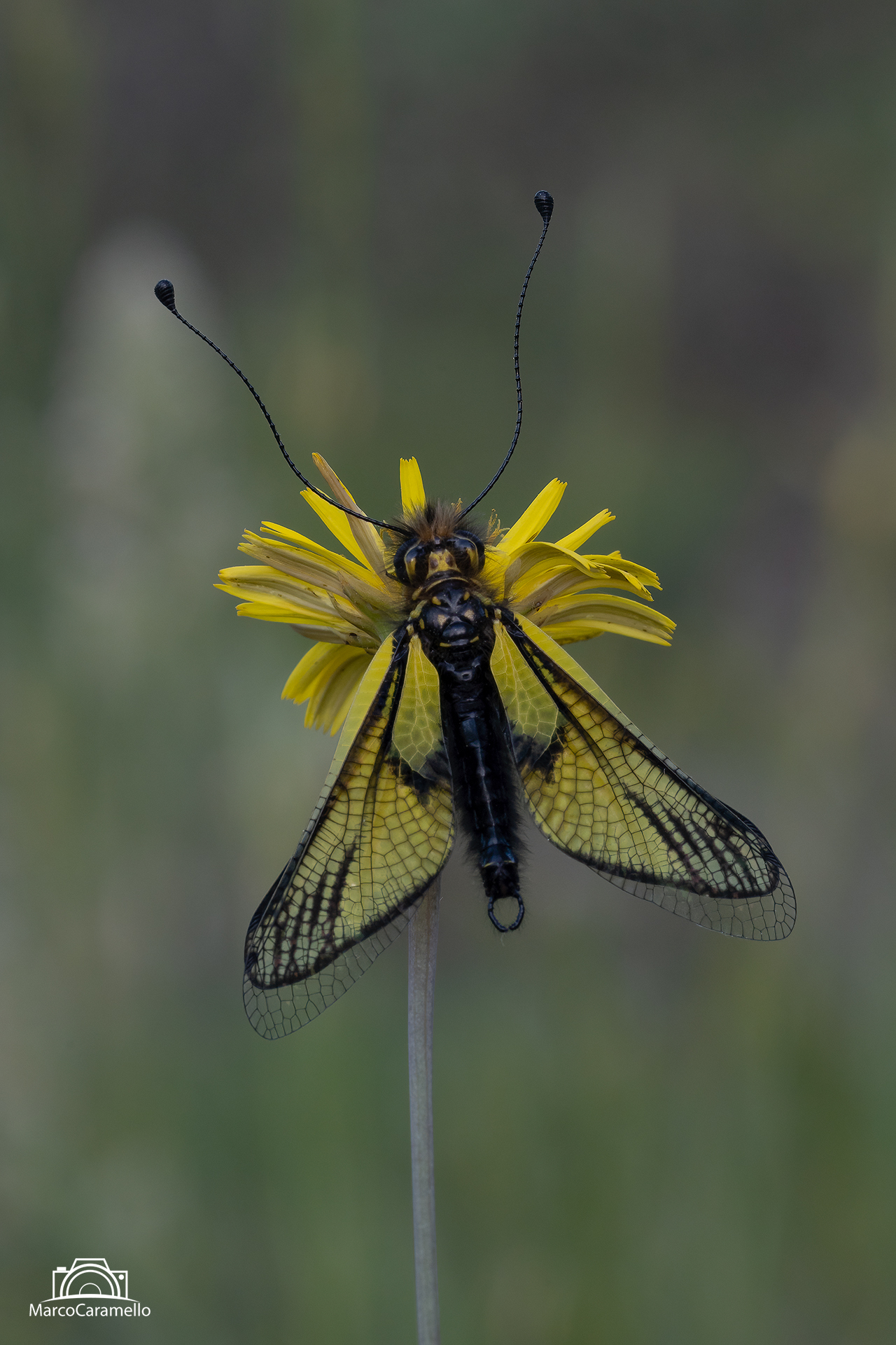 libelloides