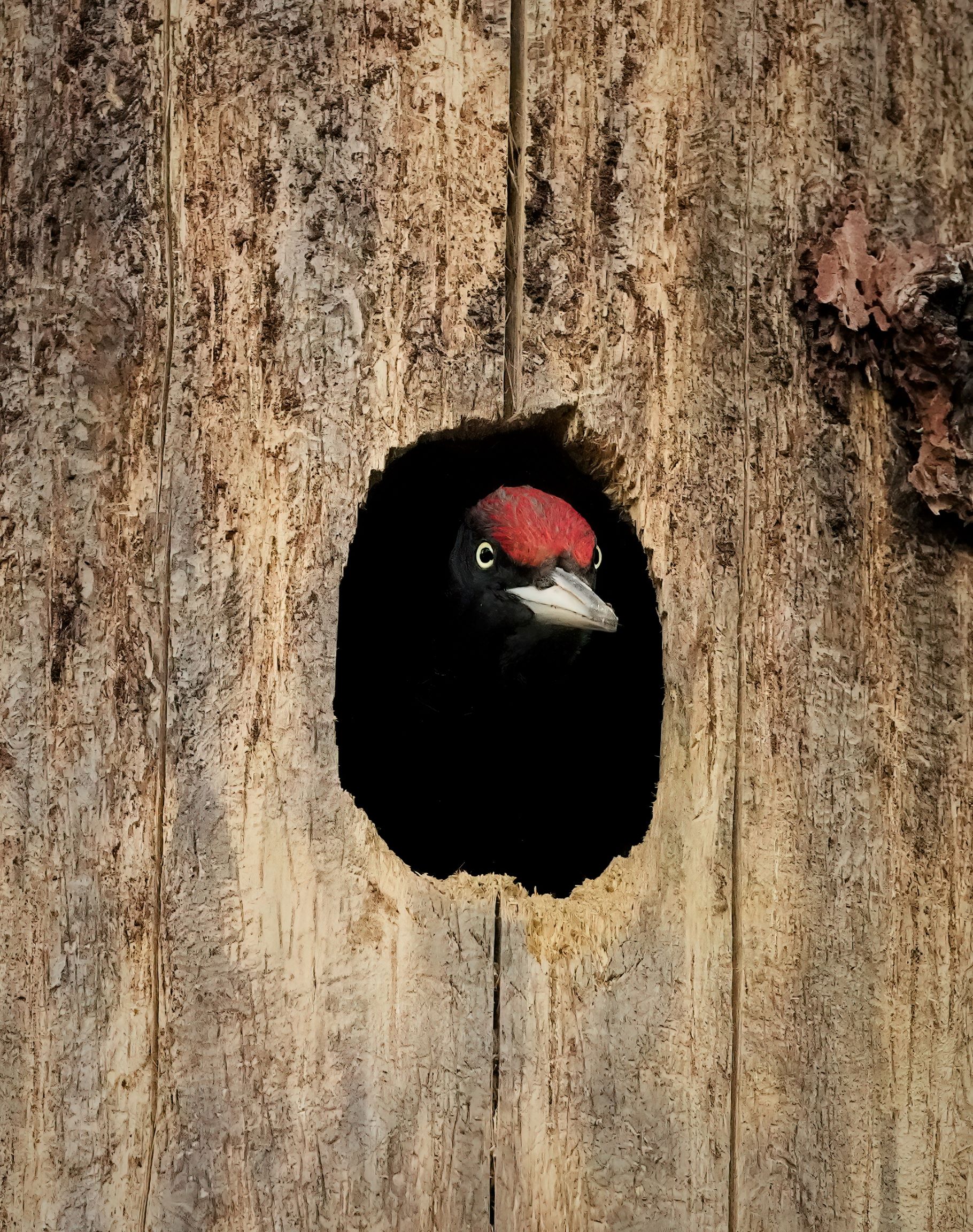 male black woodpecker look