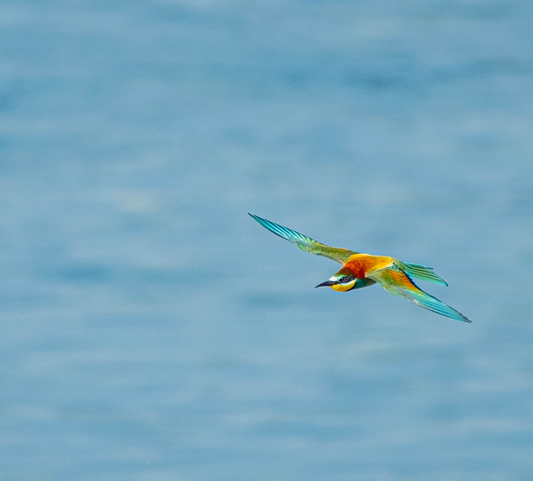 bee-eater