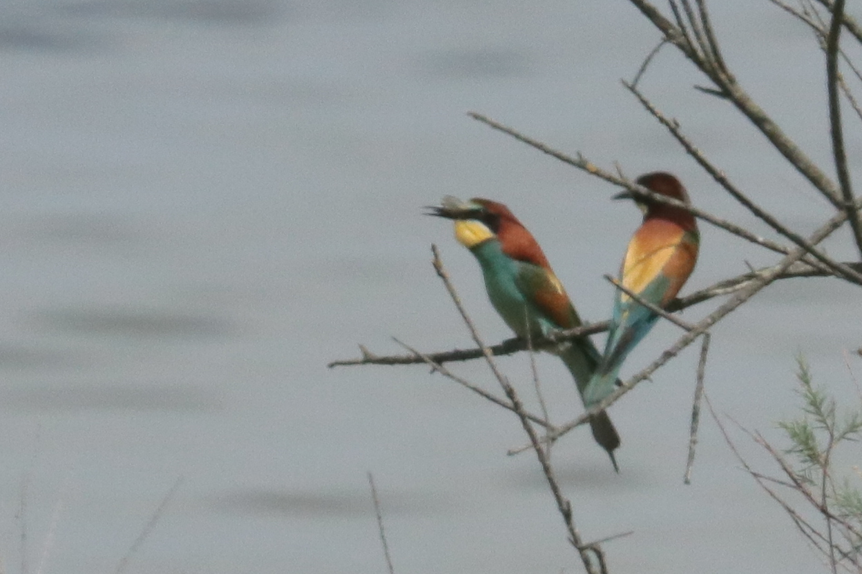 Bee-eater