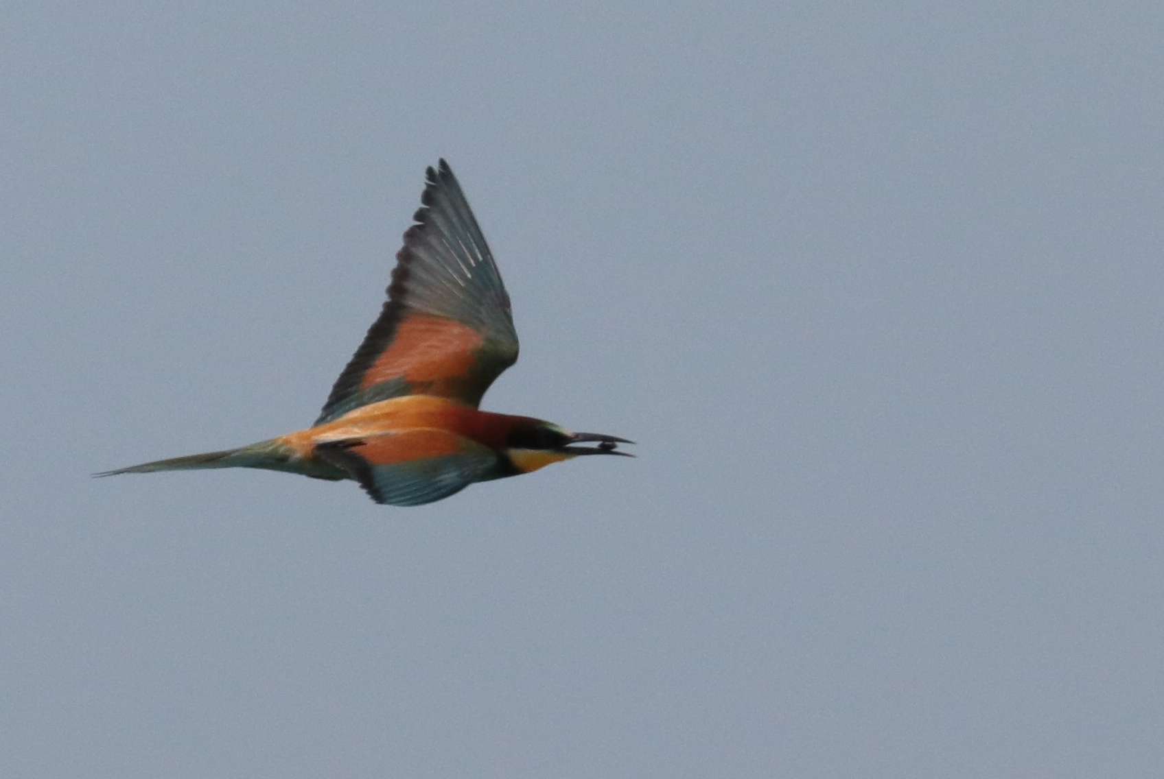 Bee-eater