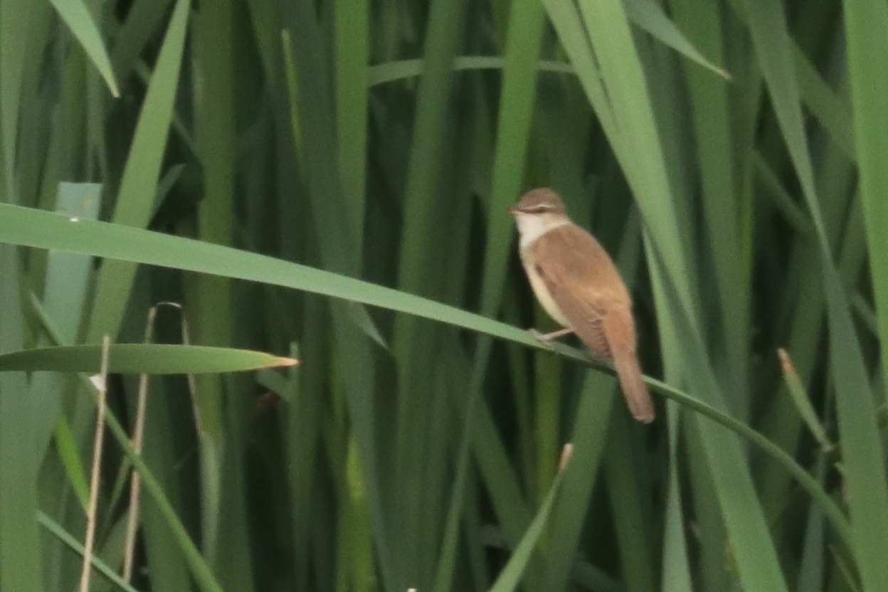 Reed warbler