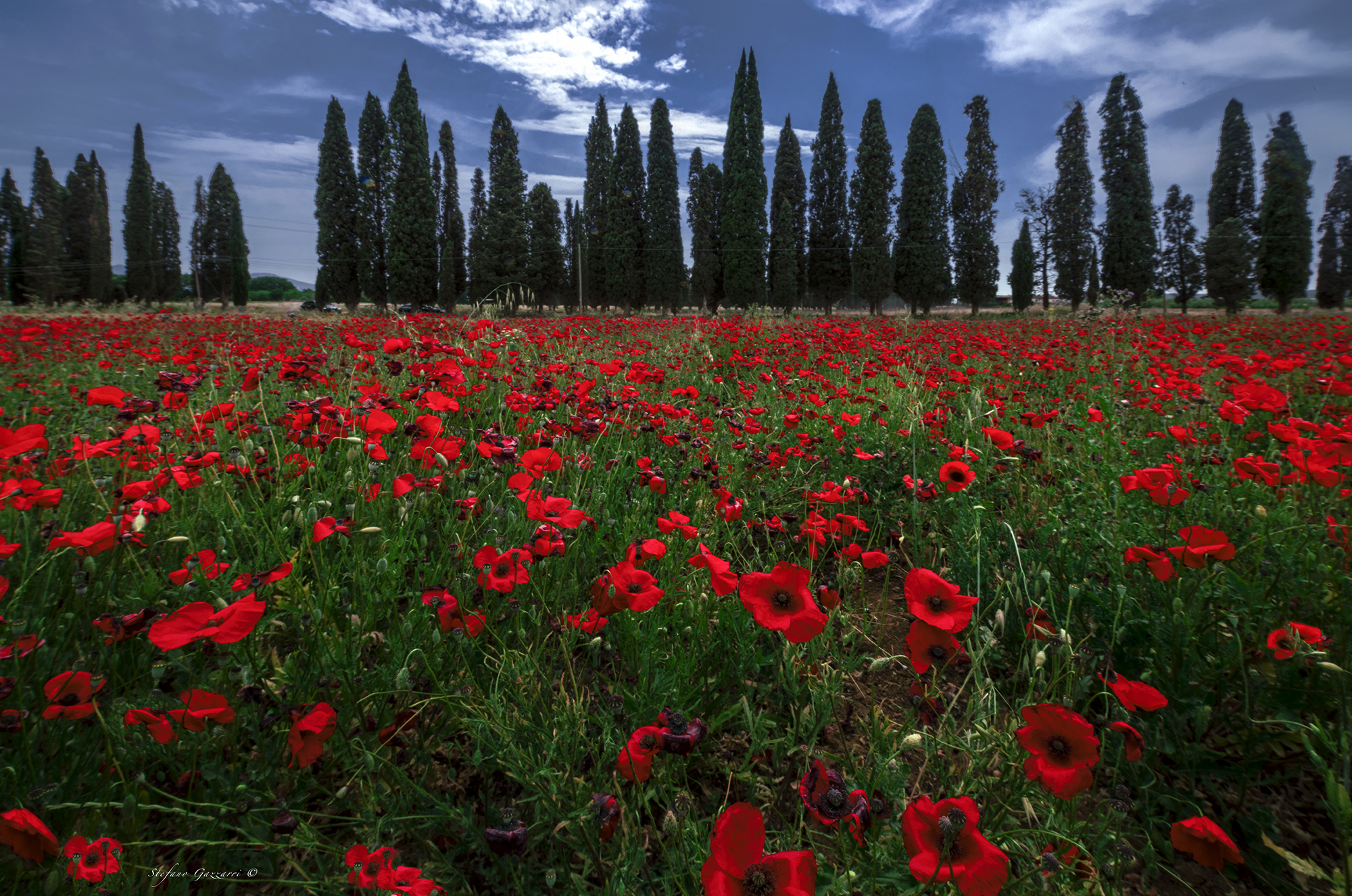 Tuscany in red
