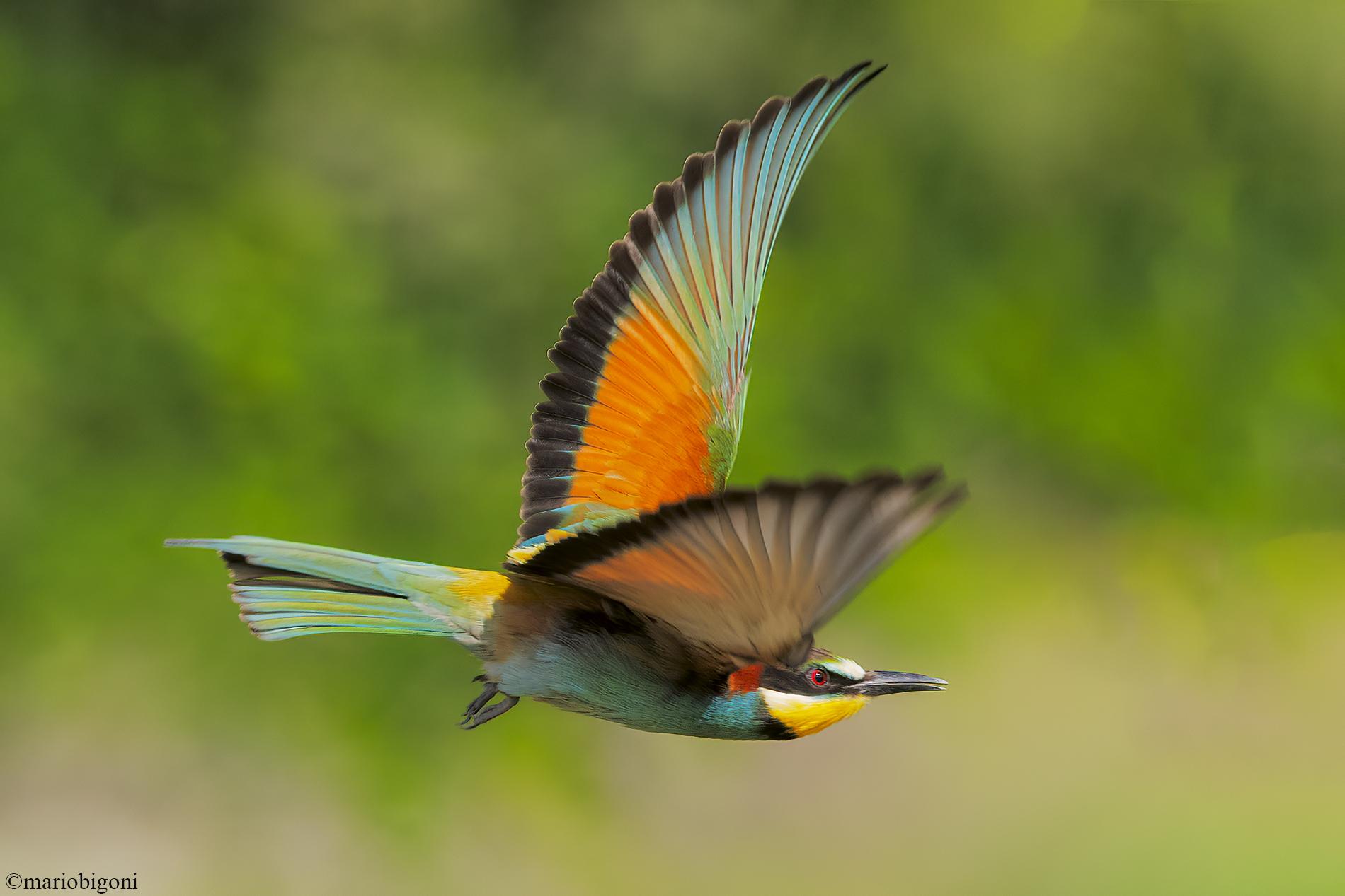bee-eater