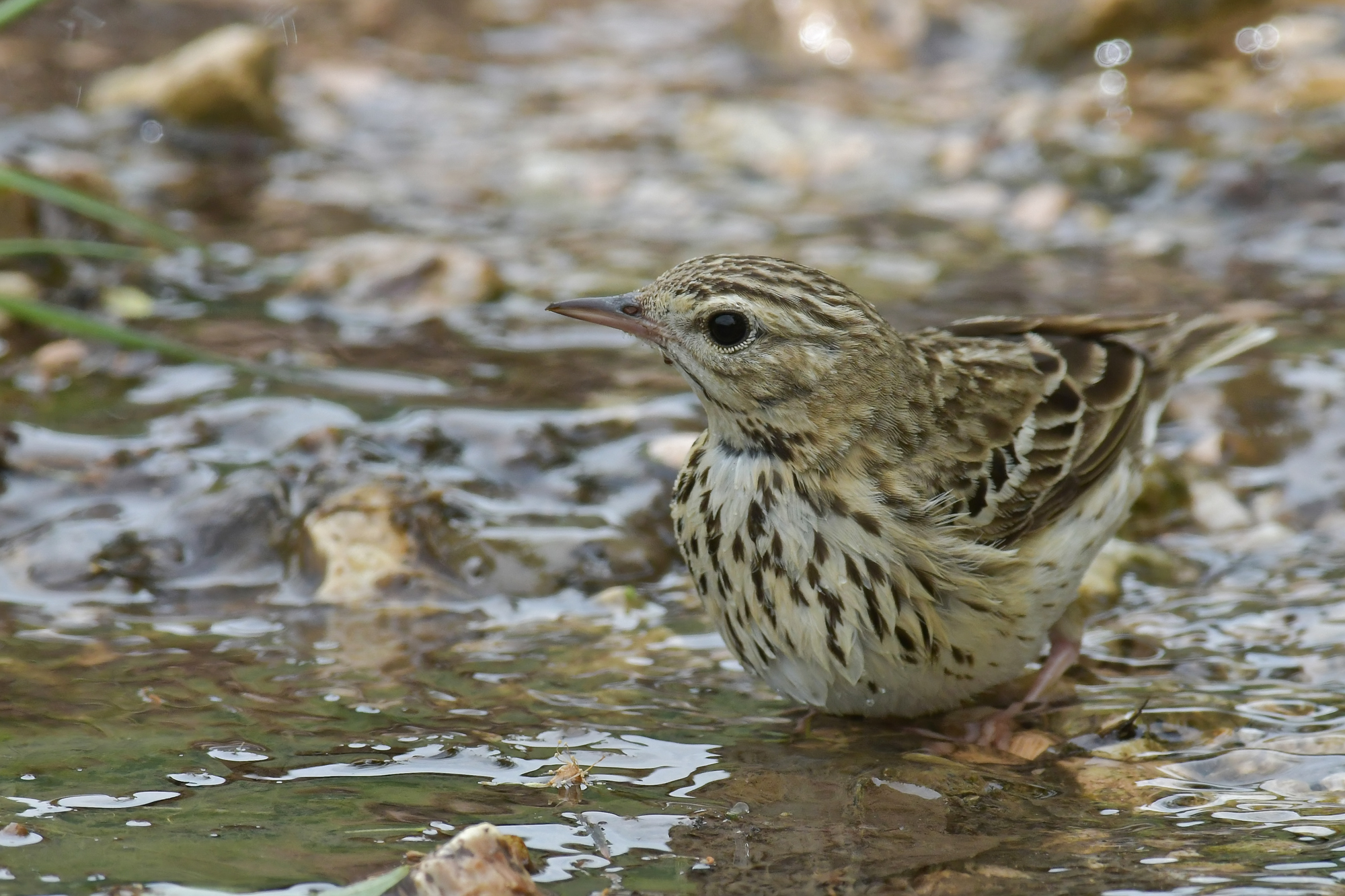 Prispolone at the bath