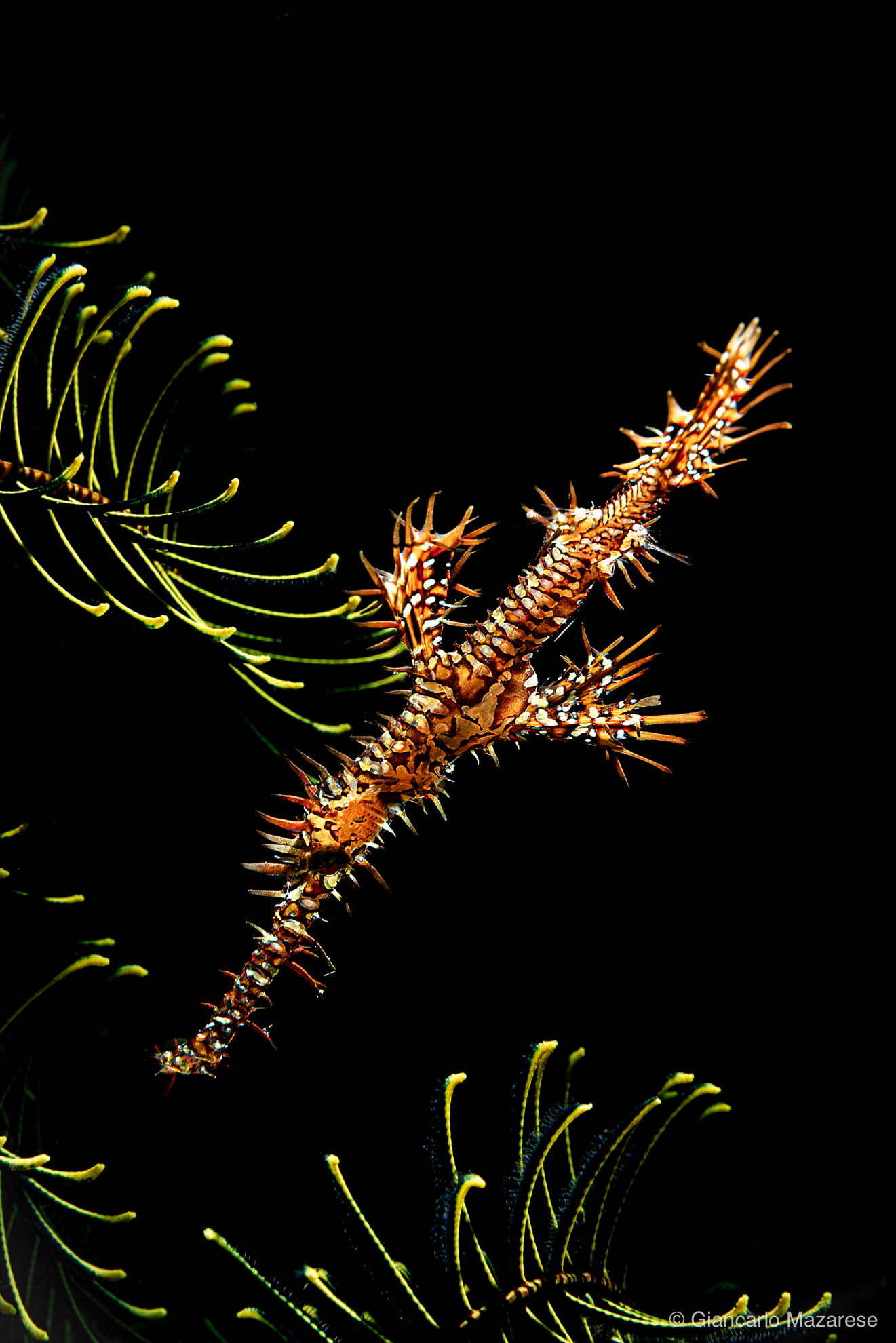 Solenostomus Paradoxus