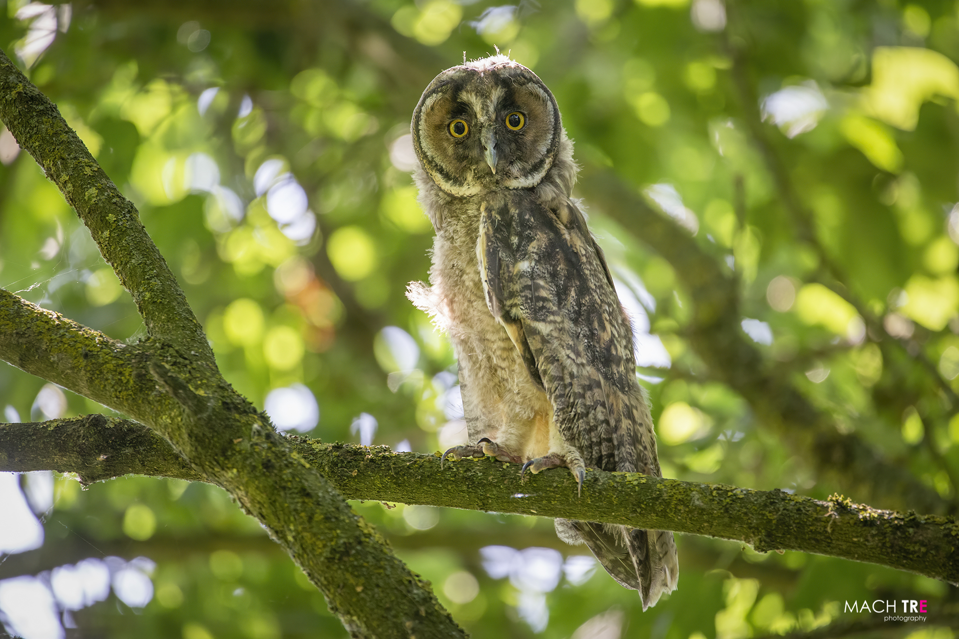 Long-eared owl
