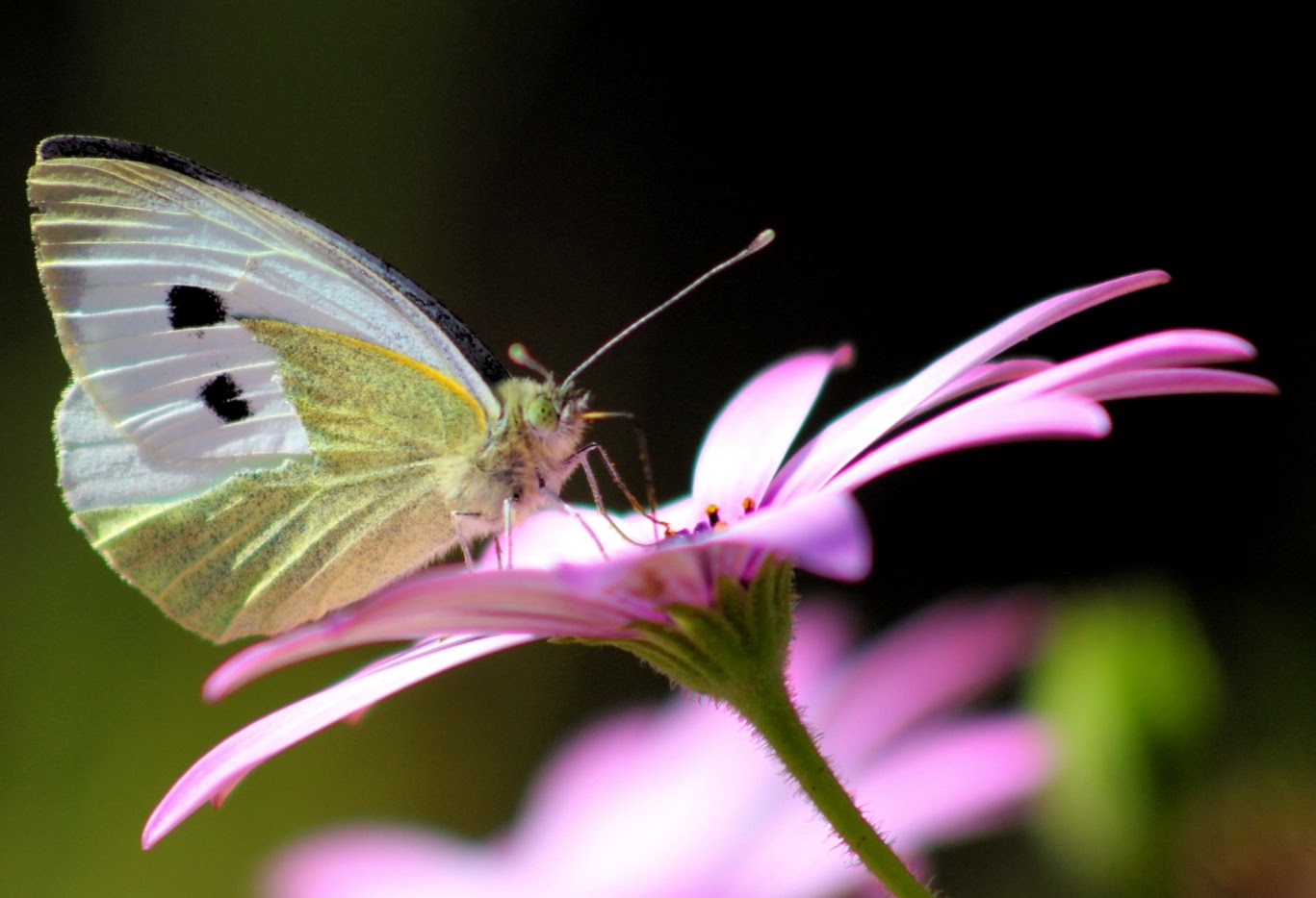Il suo colore preferito