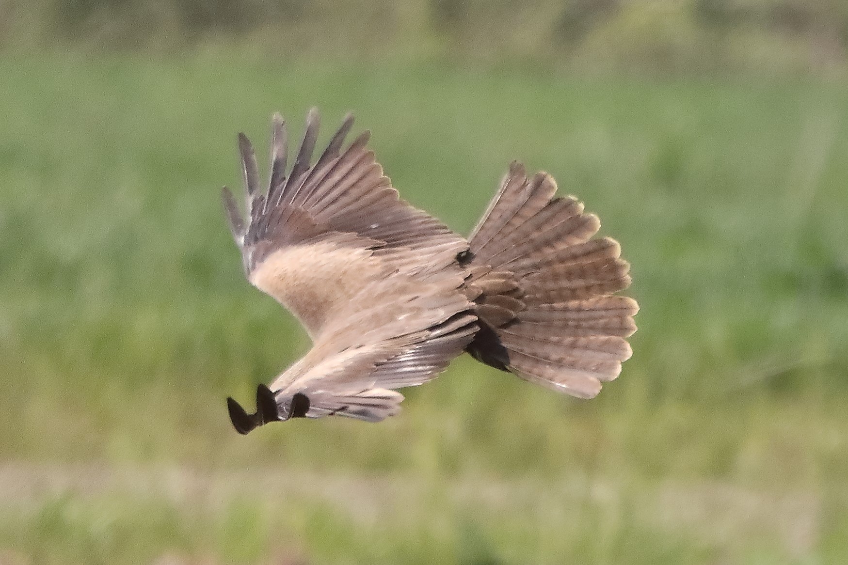 Nibbio bruno 29-04-2022