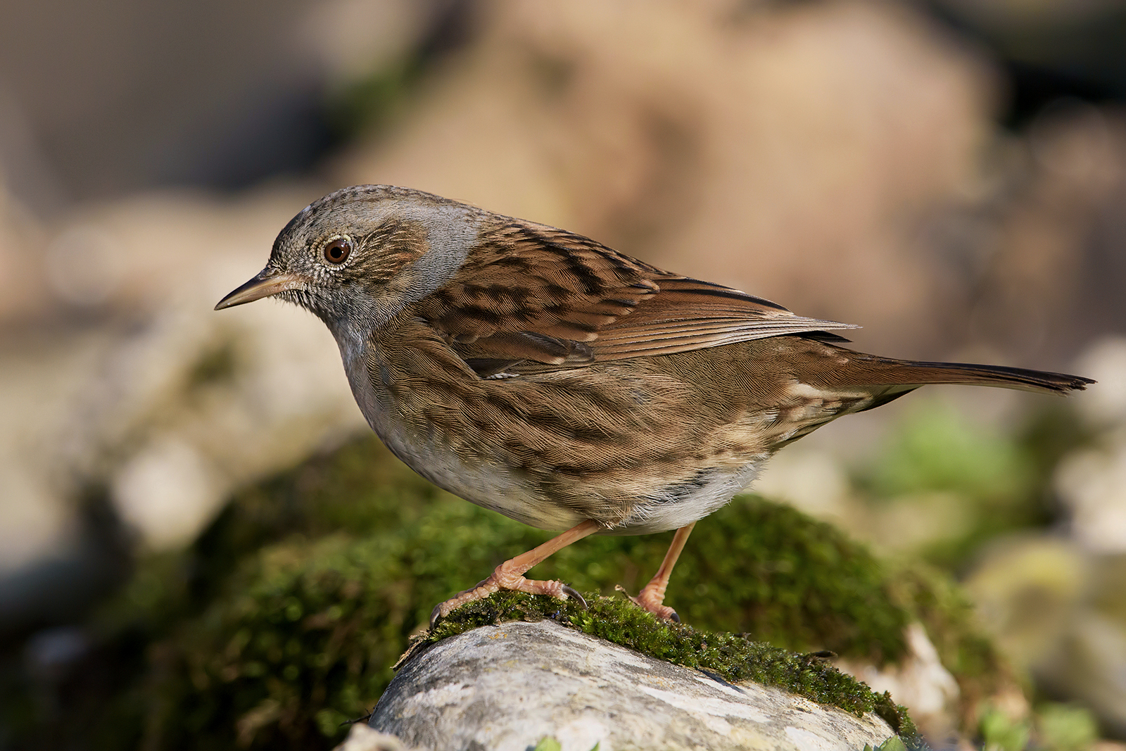 Dunnock.