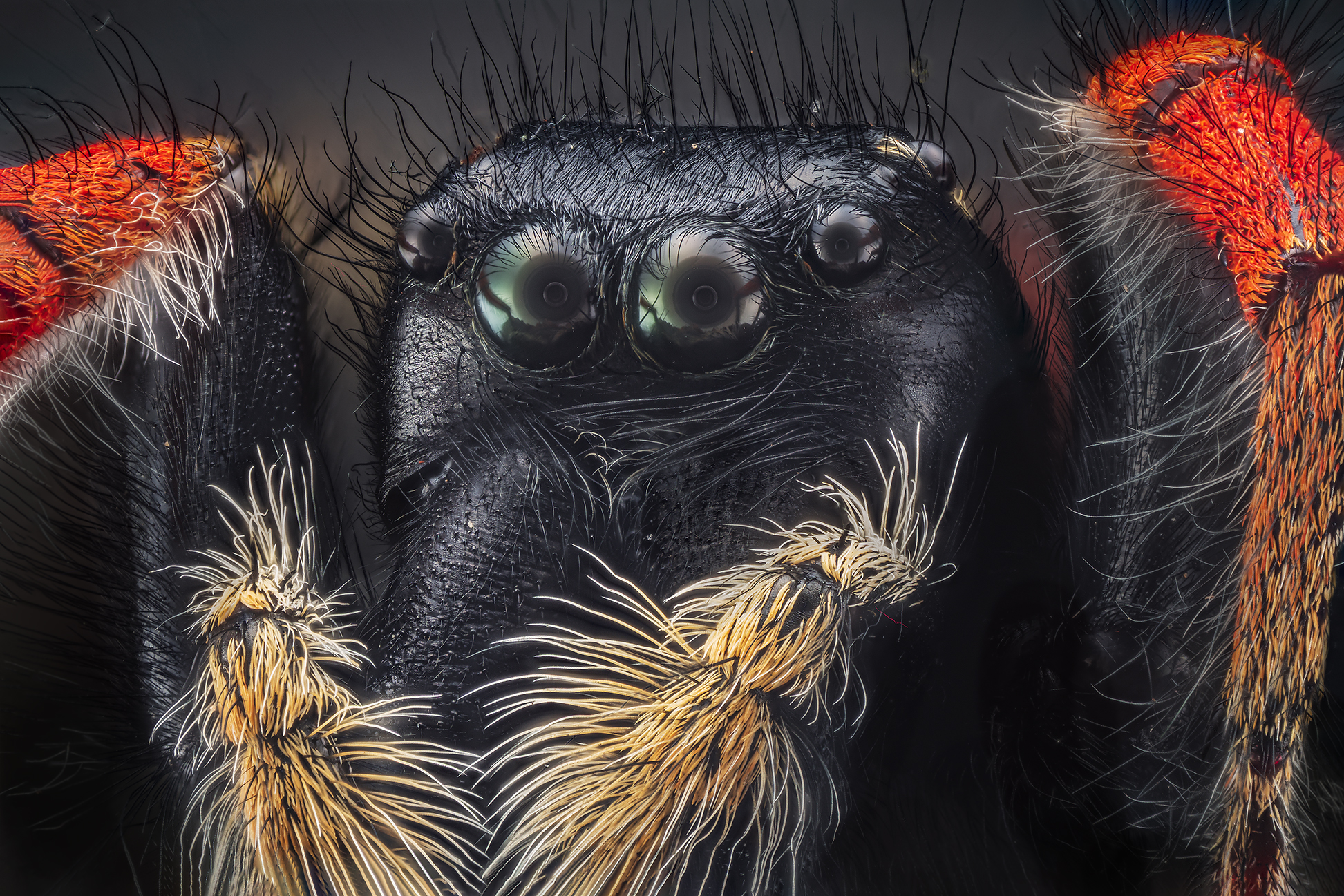Philaeus chrysops male