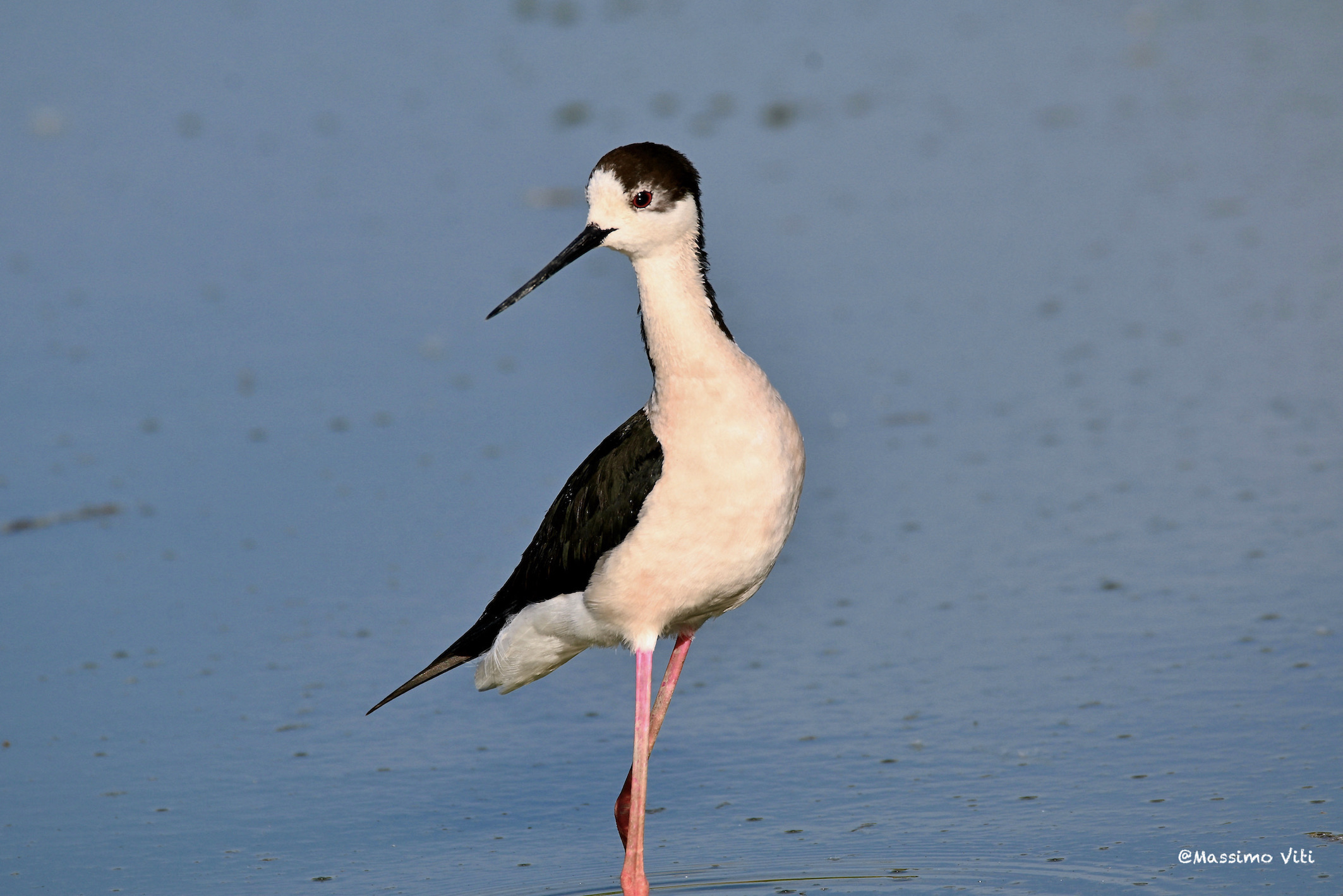 l'eleganza del Cavaliere d'Italia