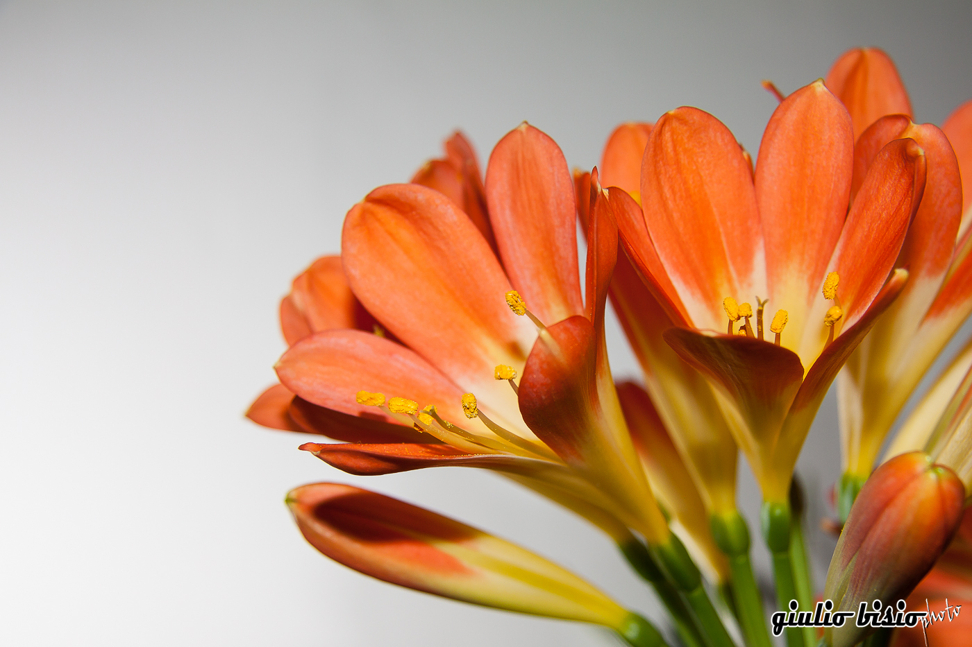 clivia in fiore