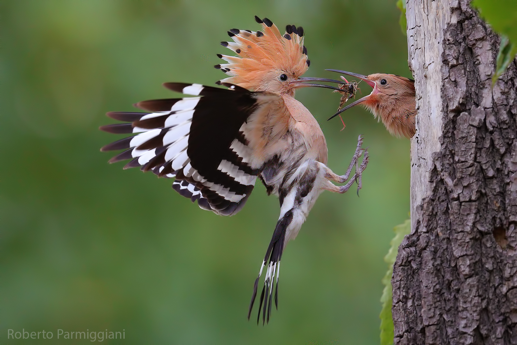 Upupa con cavalletta