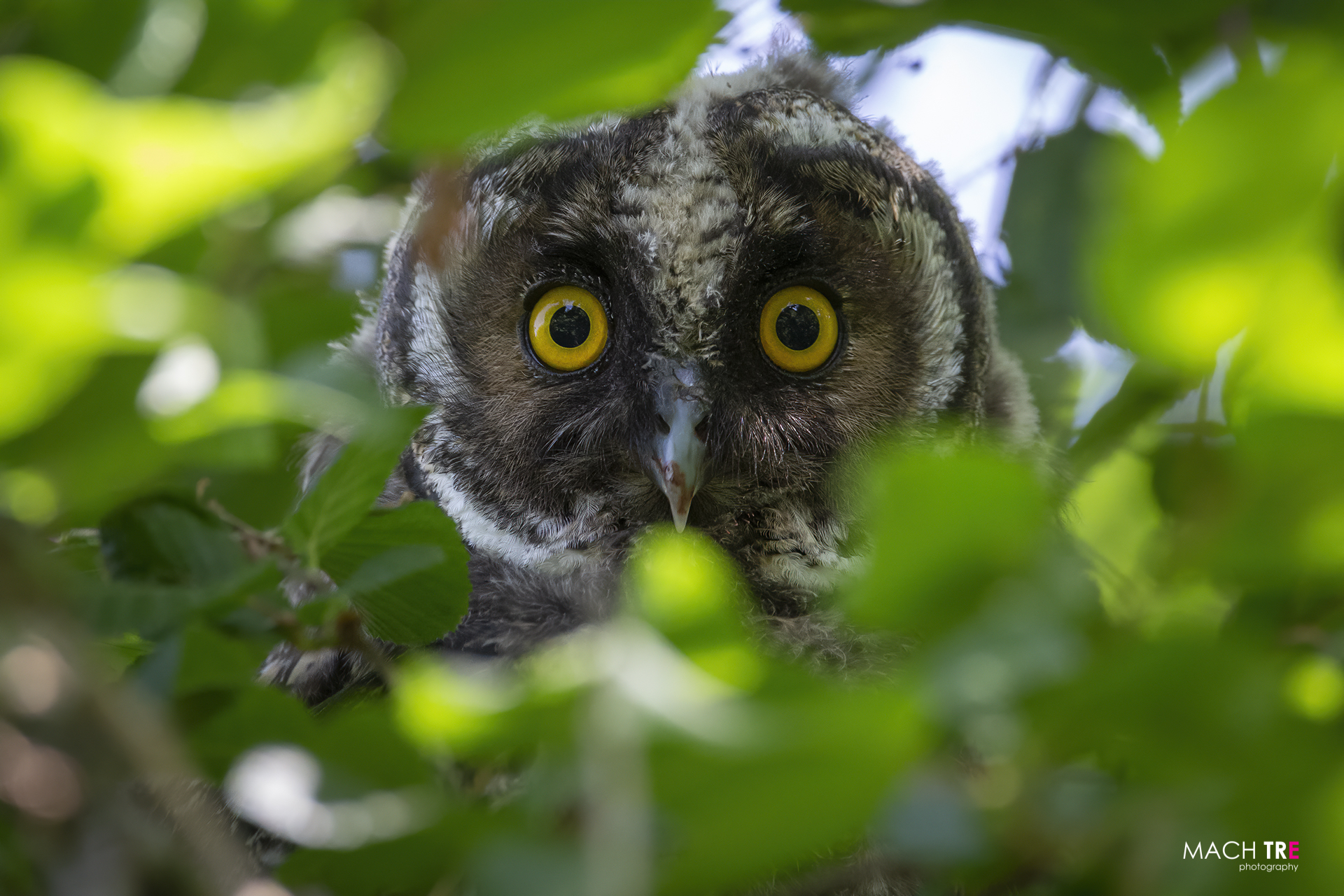 Common owl (Asio otus)