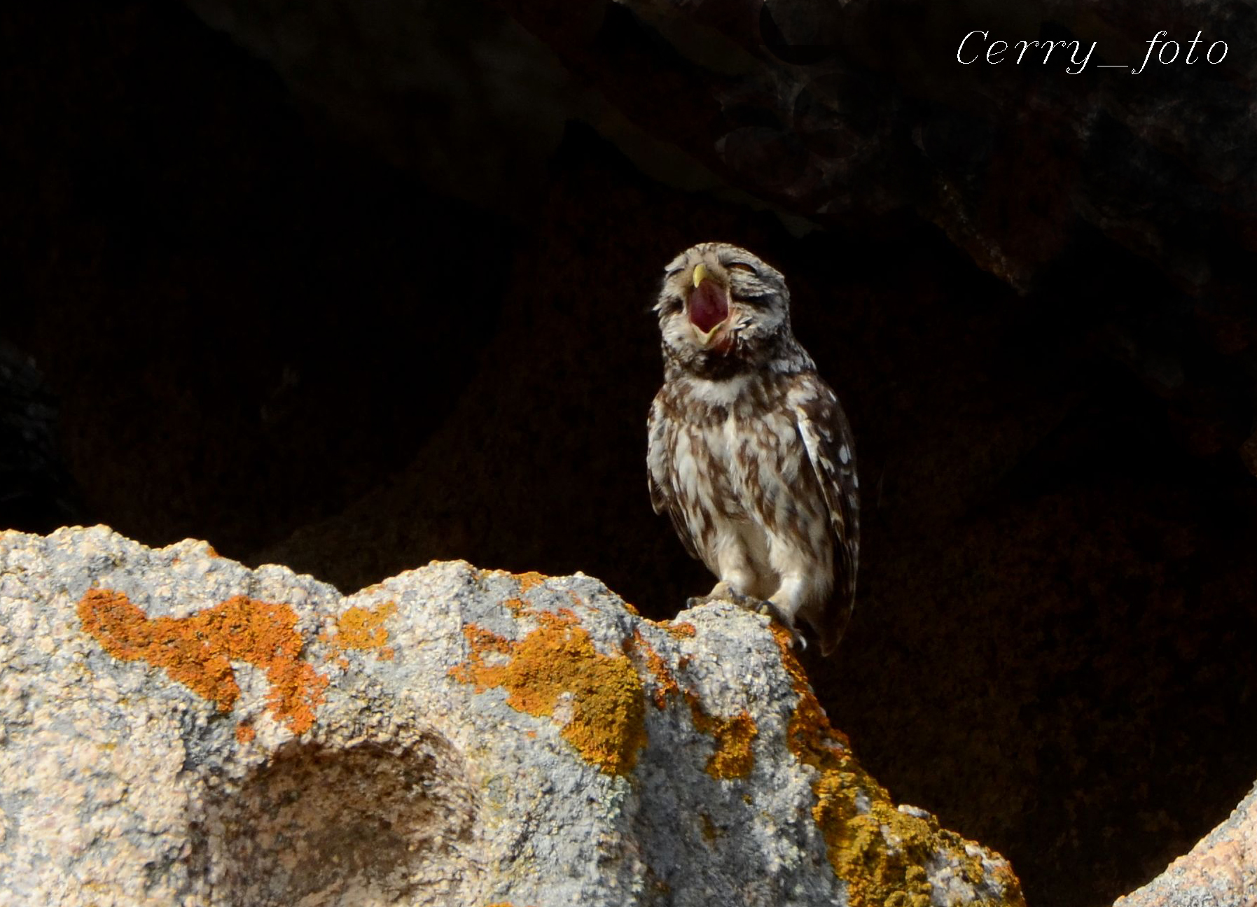 Owl with wide open beak