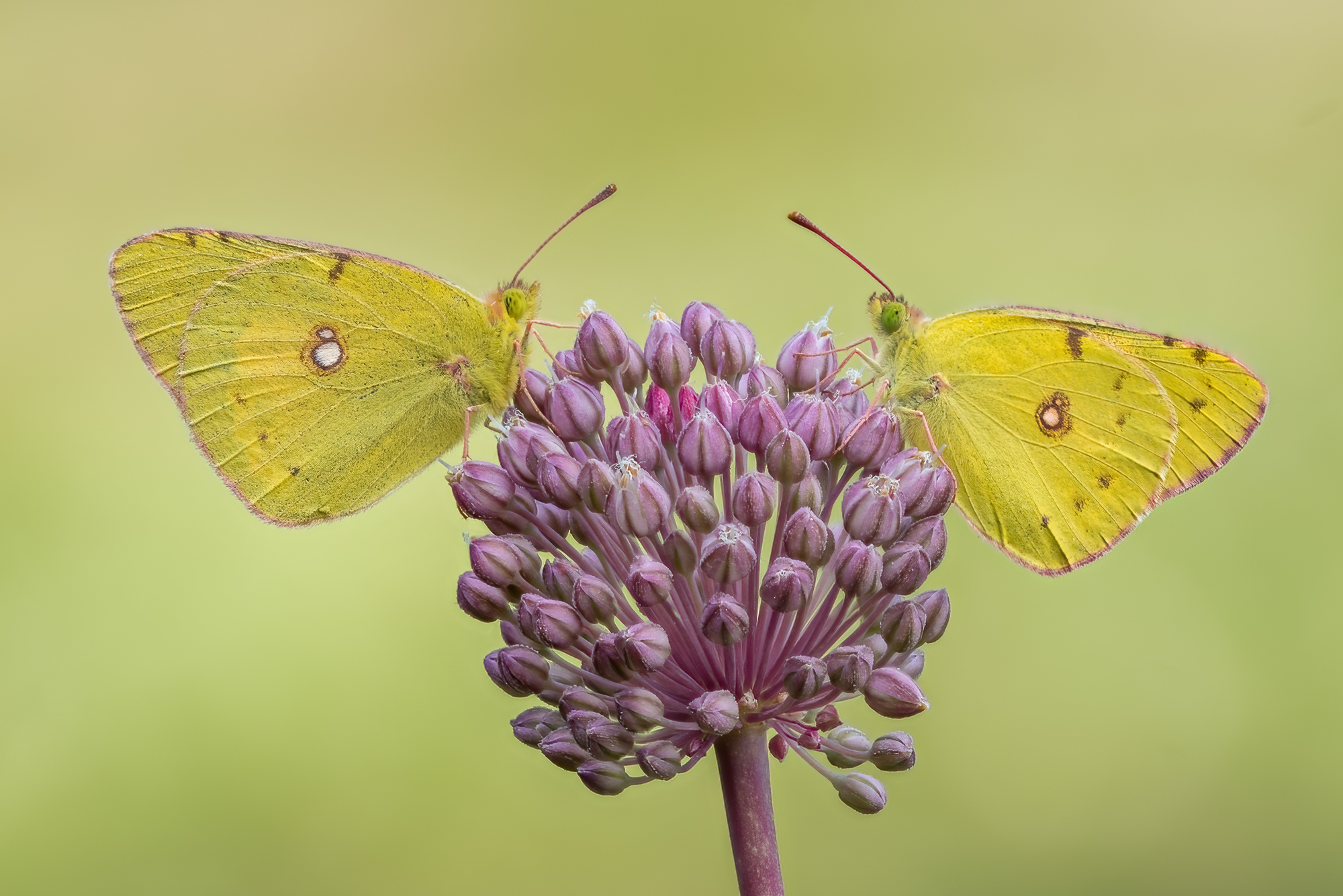 Colias crocea