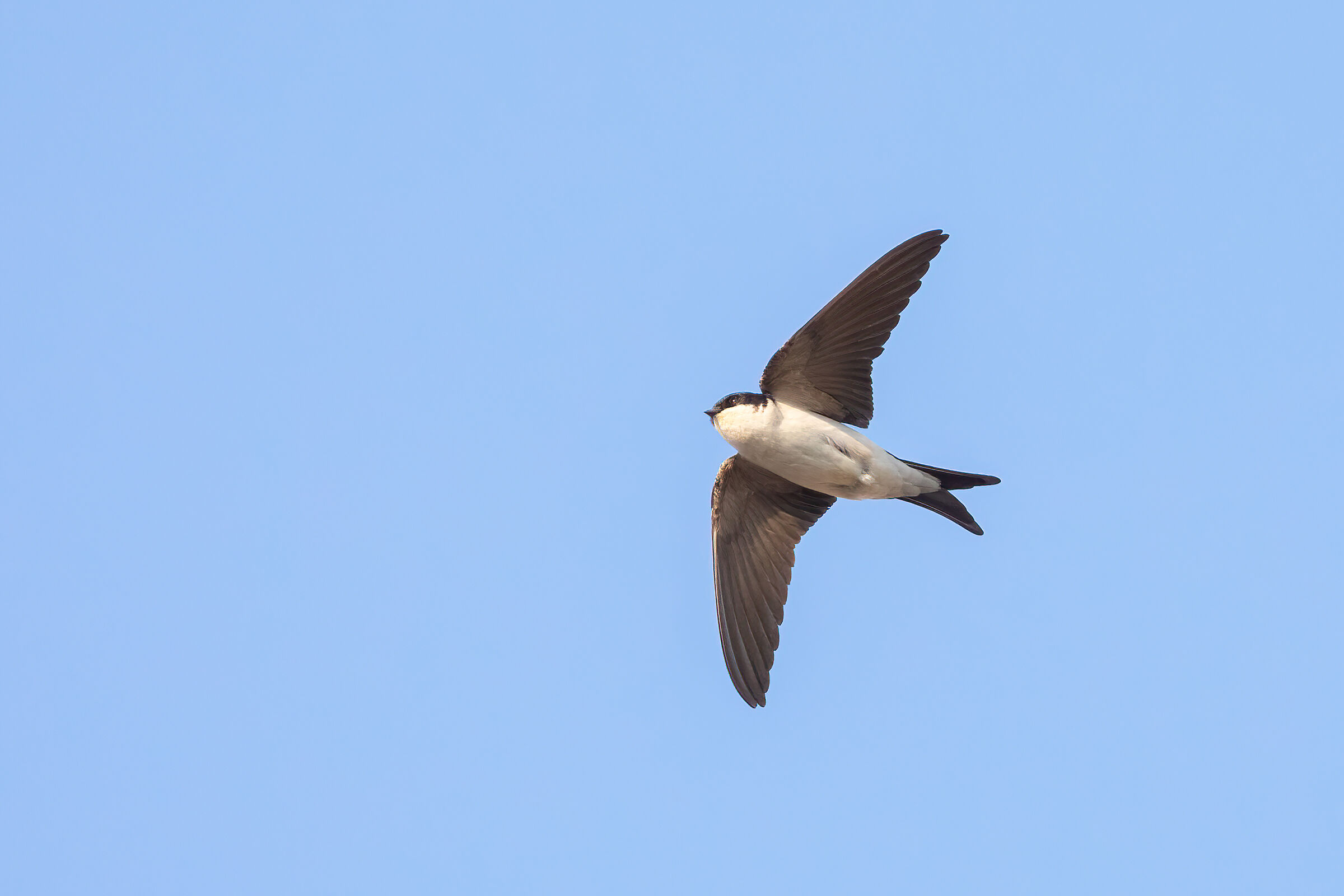 House martin