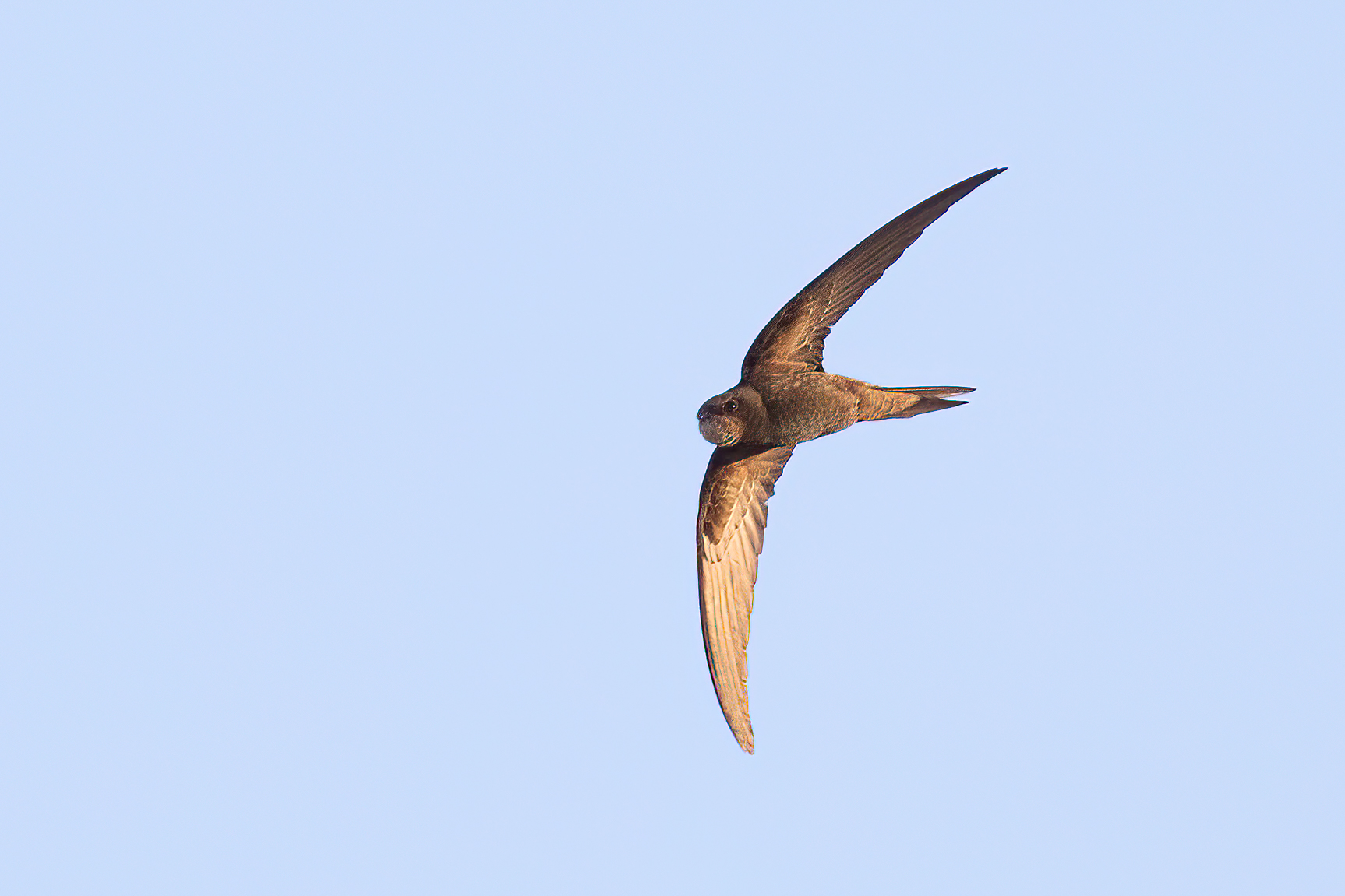 Pale Swift