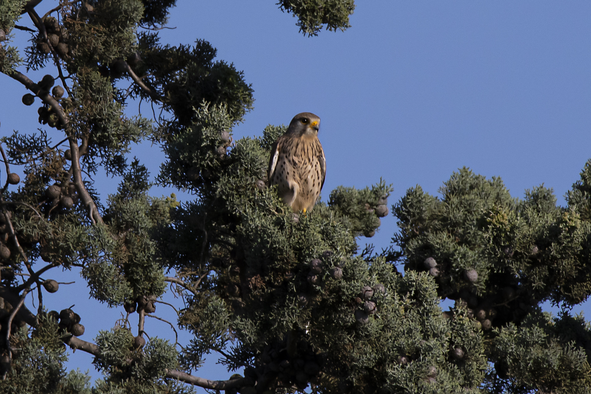 Gheppio- saline Comacchio.