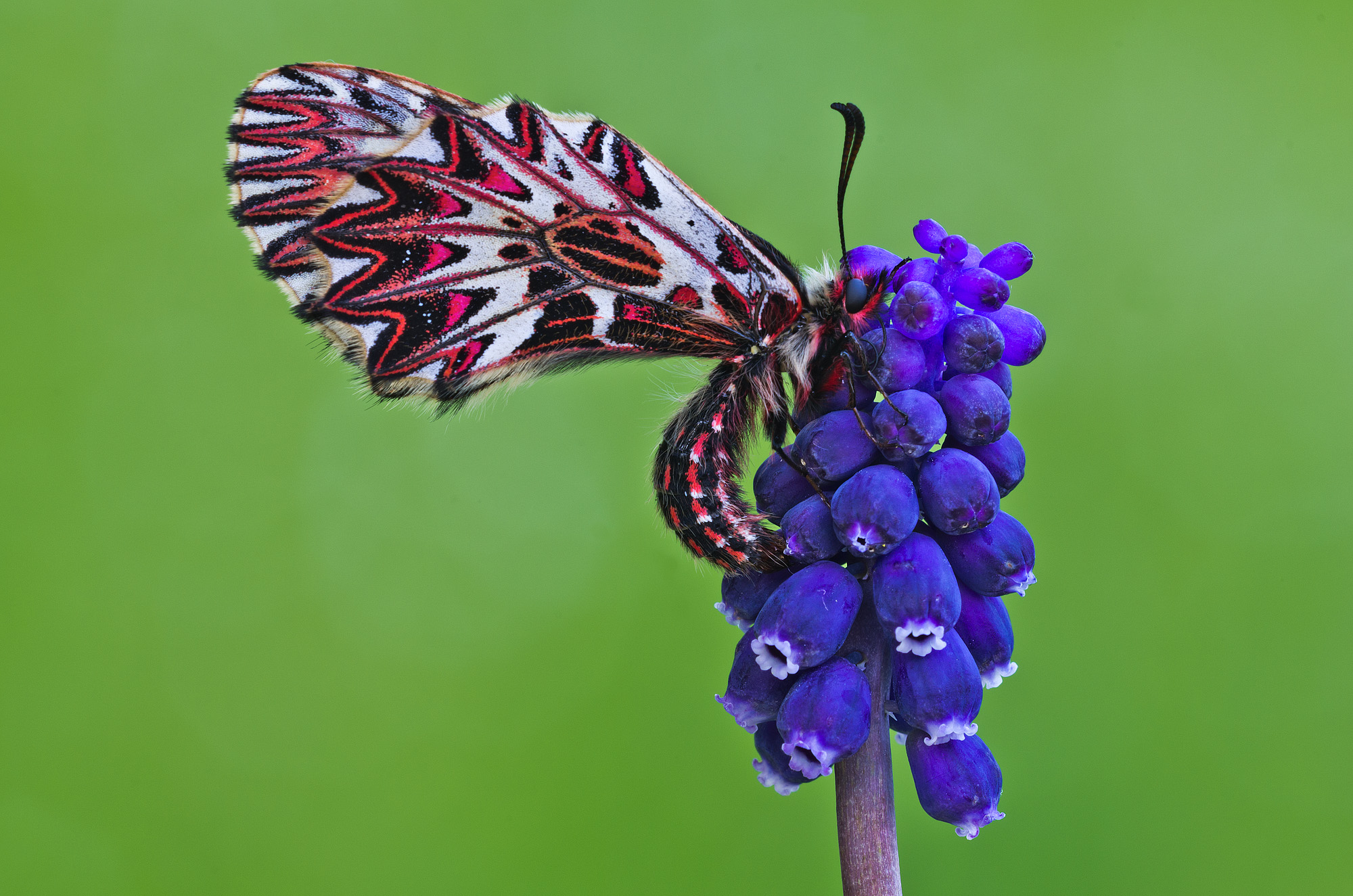Zerynthia su muscari