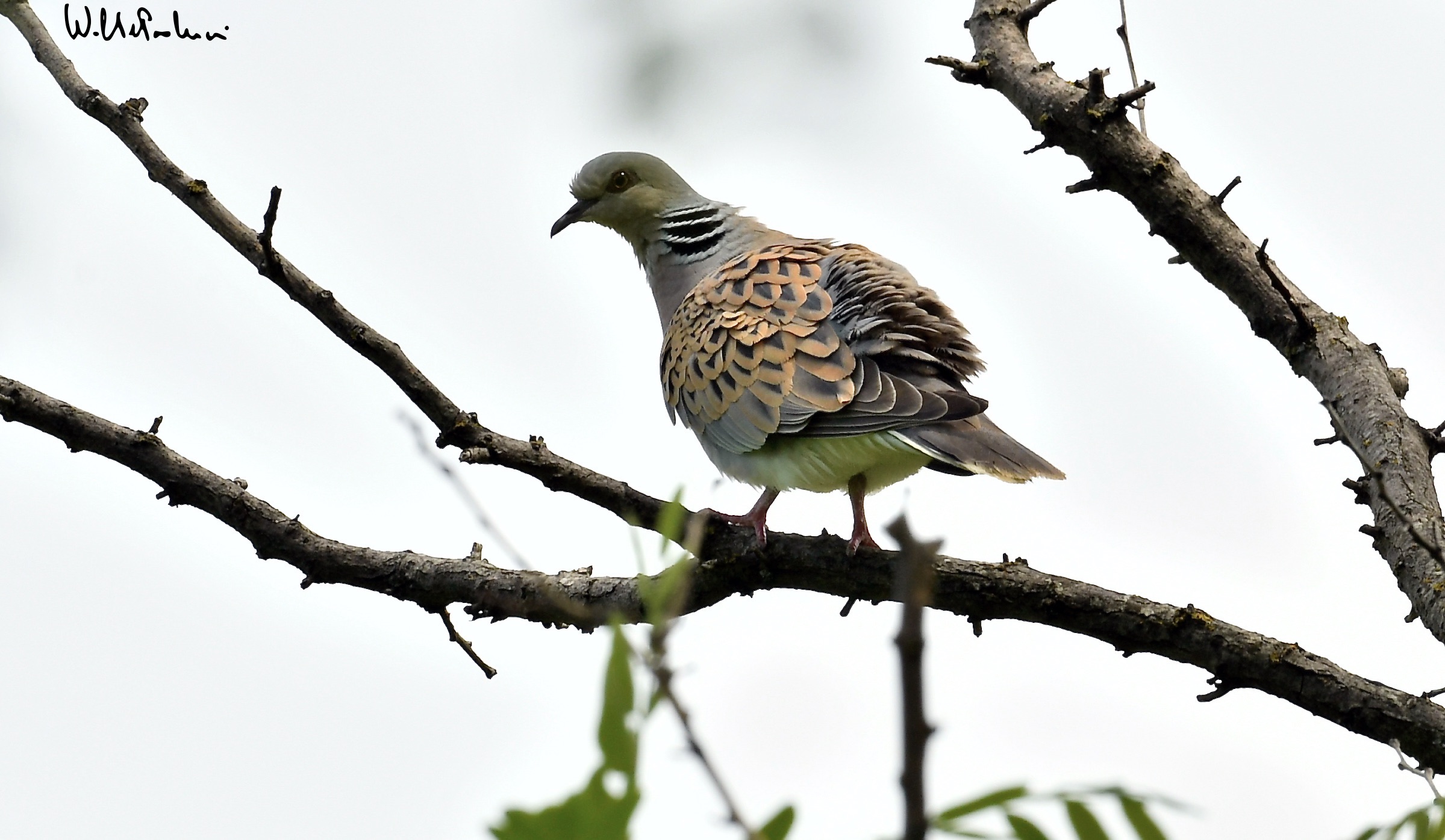 Wild Dove Grey