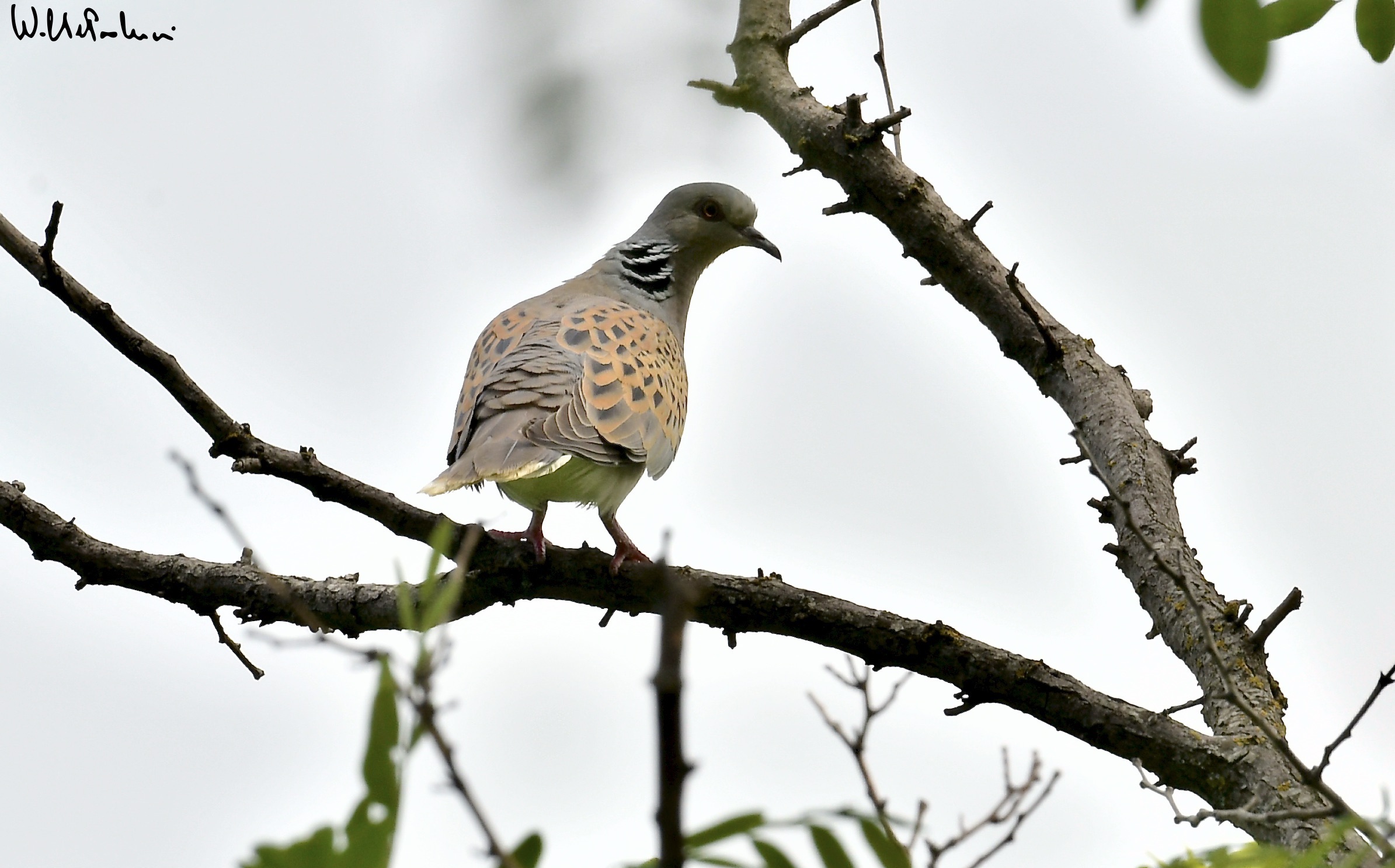 Wild Dove Grey 1