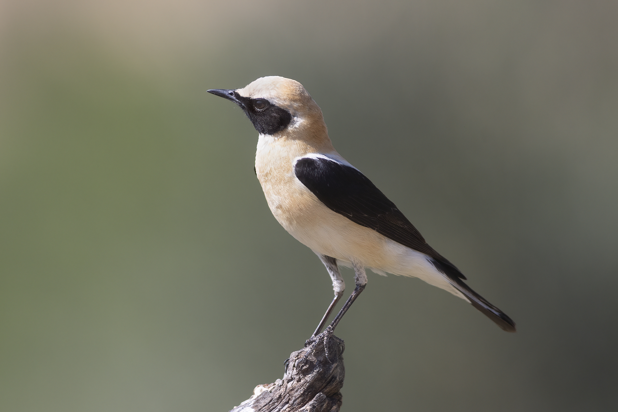 elegante, monachella occidenta