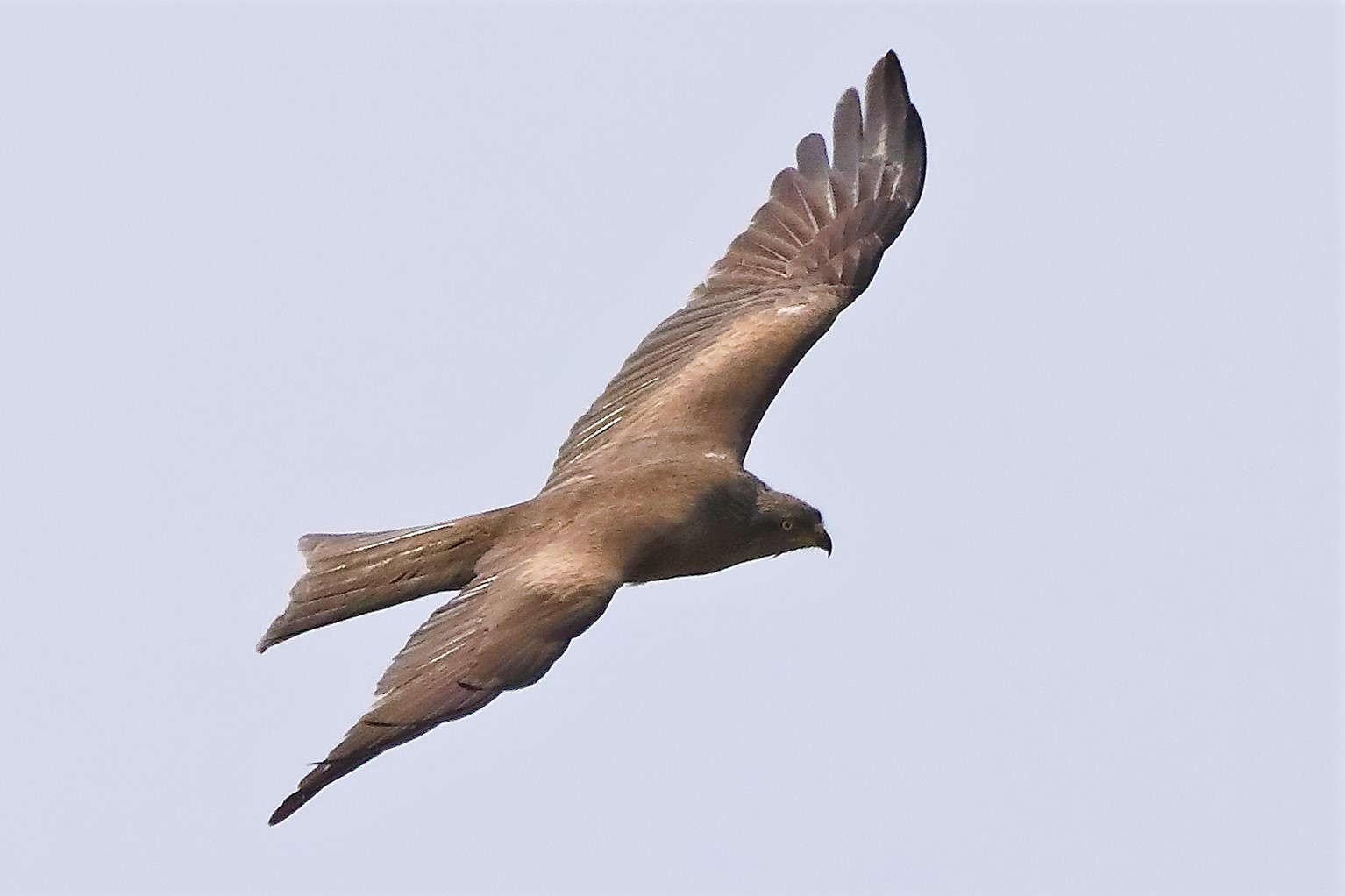 Nibbio bruno 29-04-2022