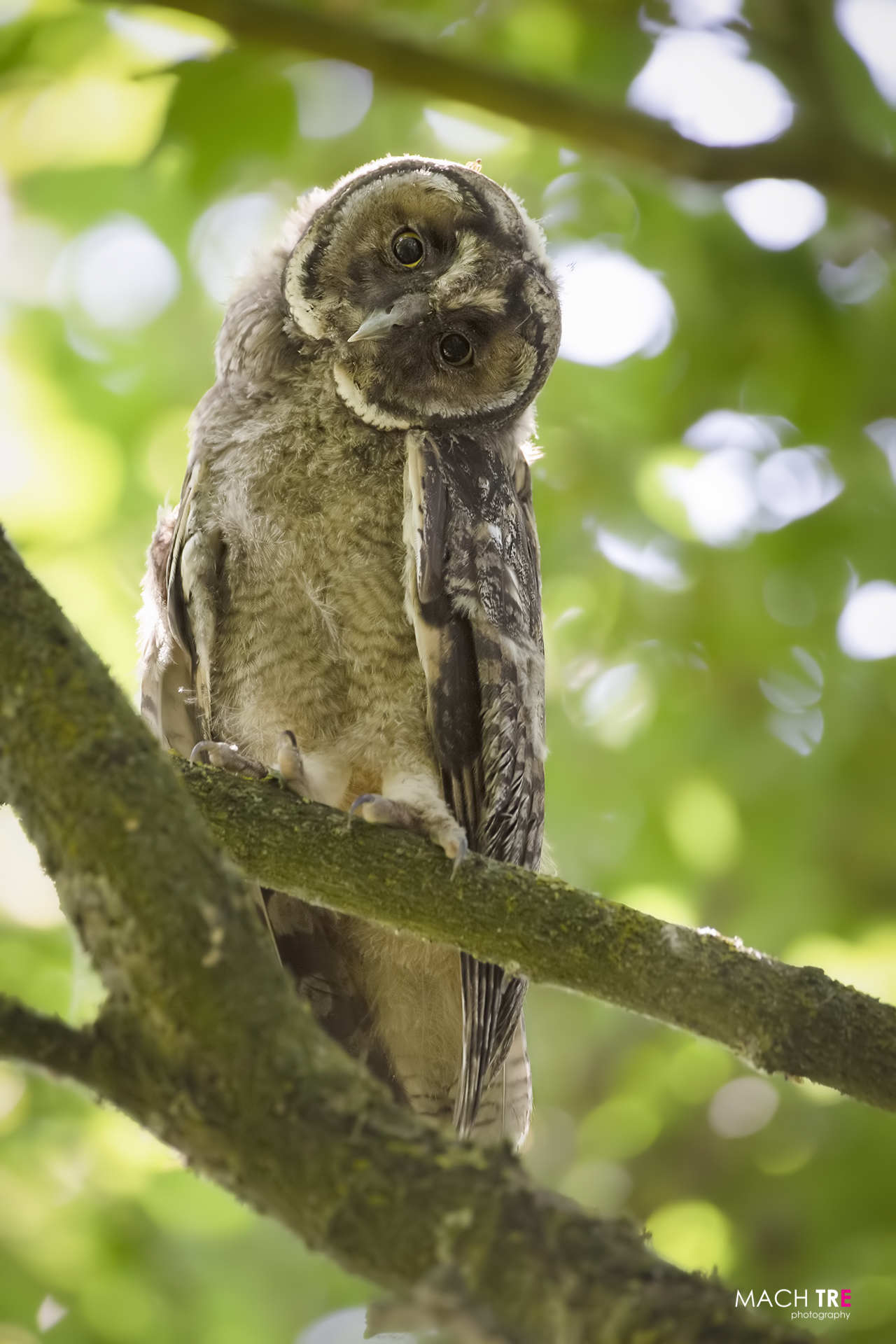 Common owl (Asio otus)