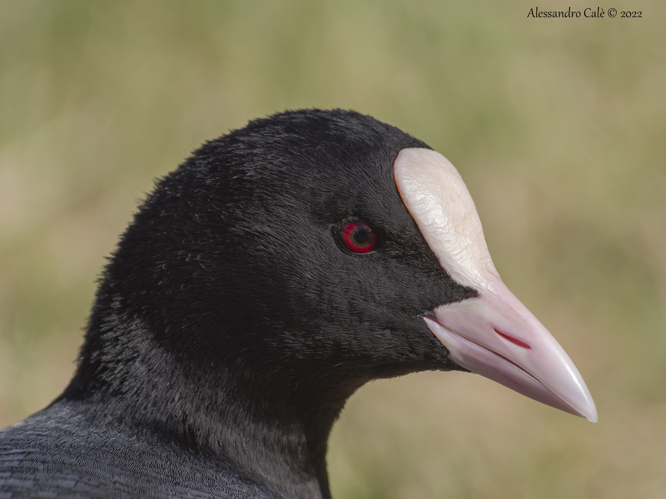 Fulica atra (Folaga) 6129