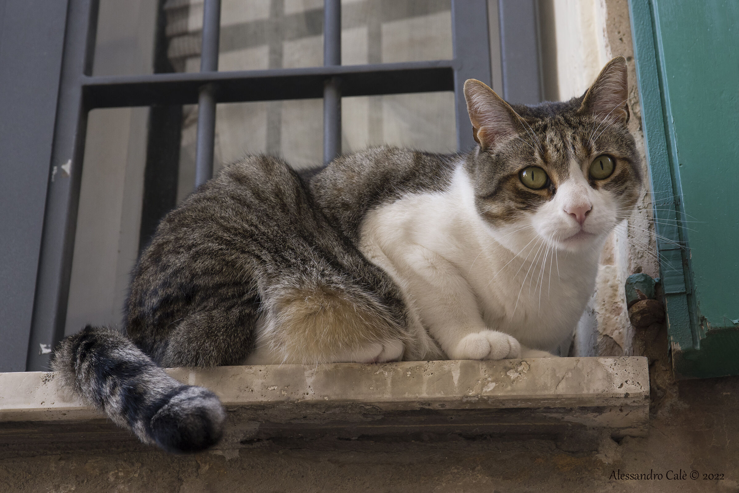 Un simpatico micio di Macerata 6296