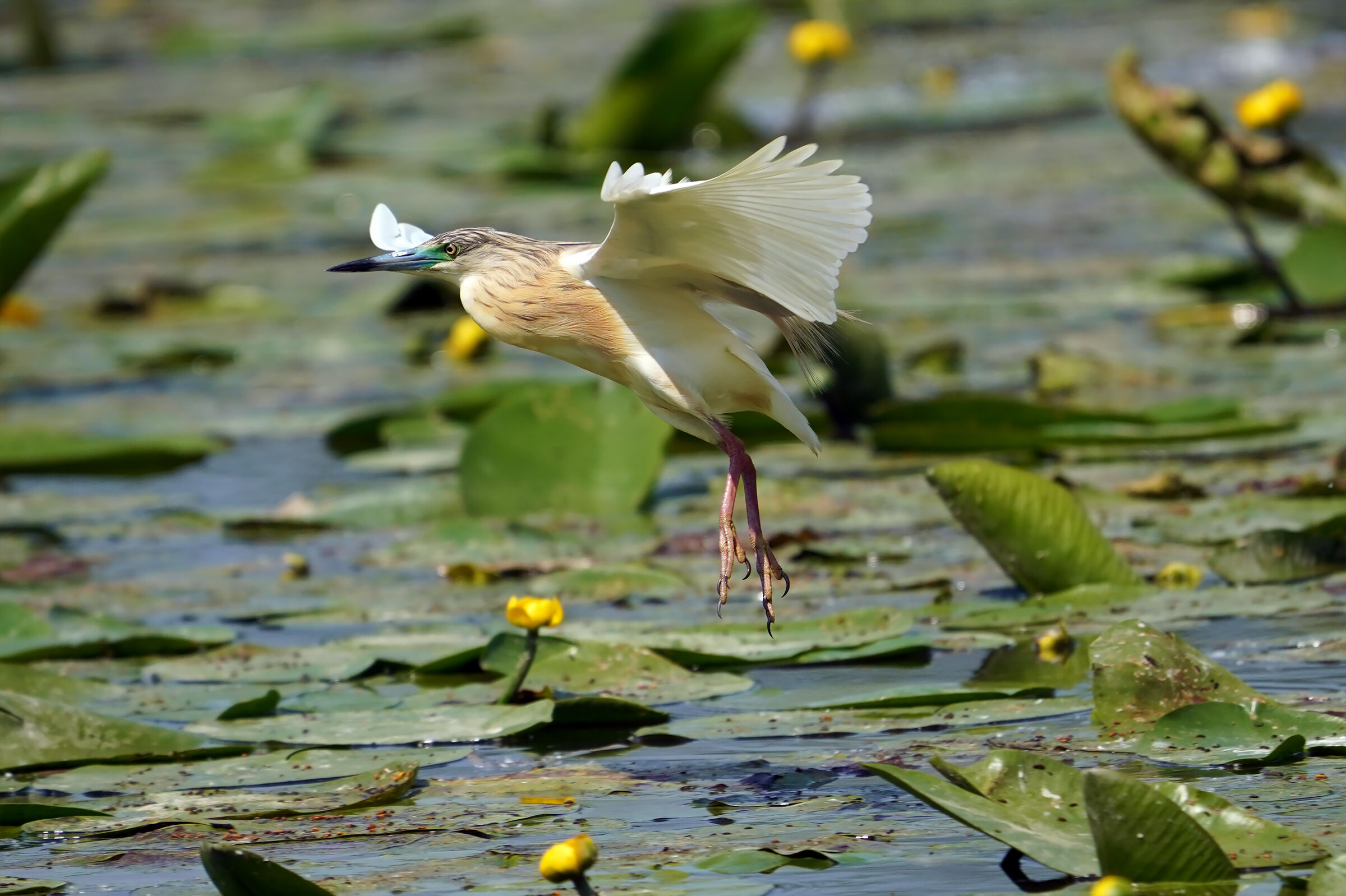 flight