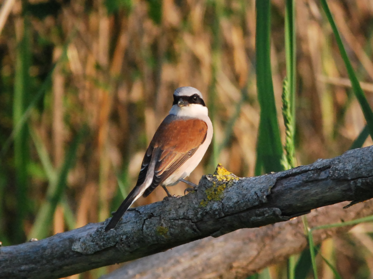 red-backed shrike