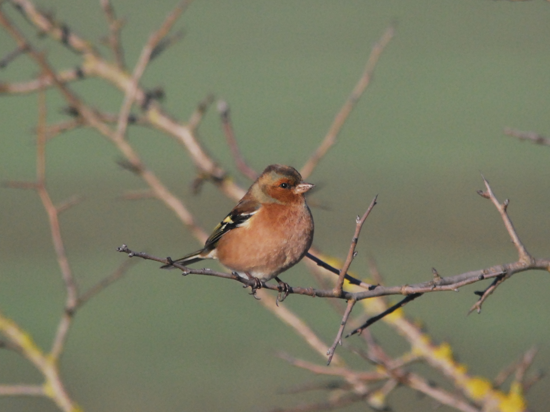 chaffinch