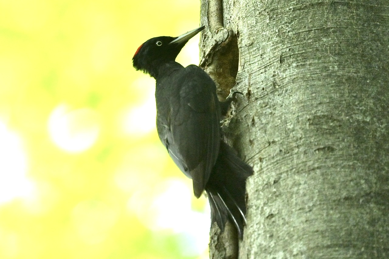 Black woodpecker