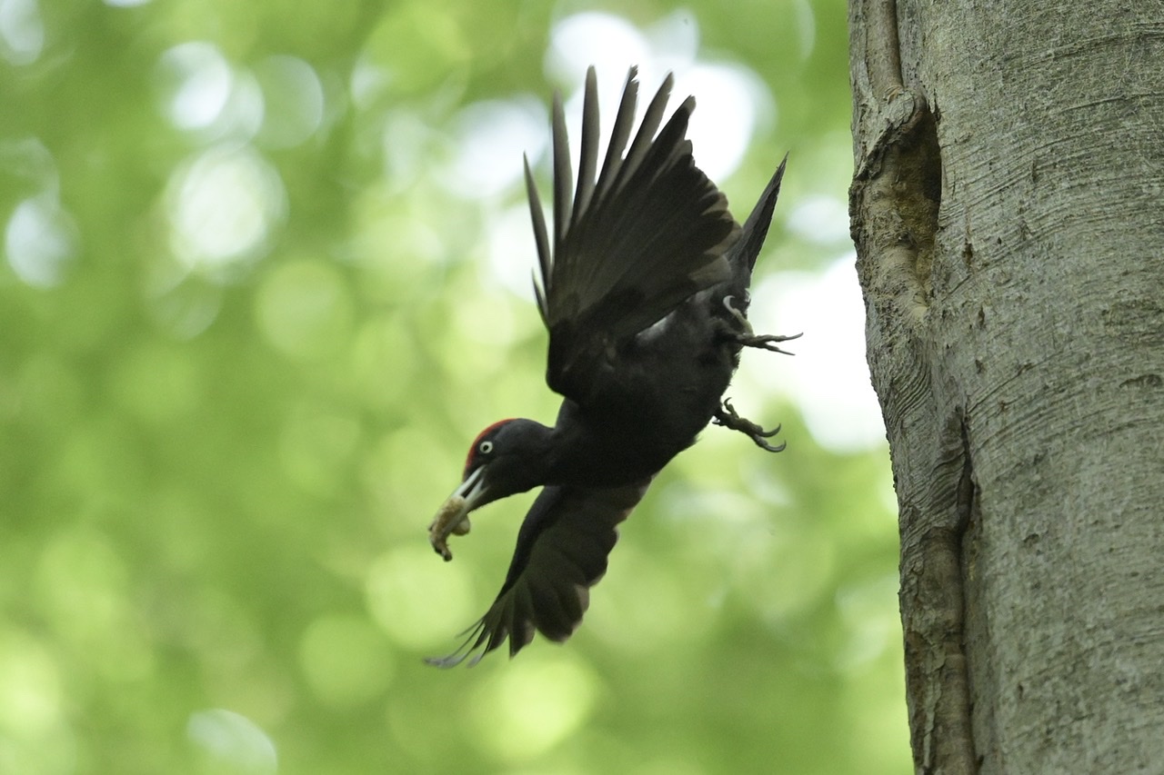 Black woodpecker