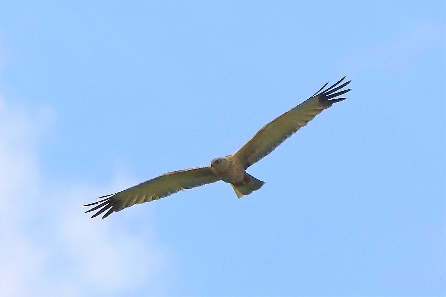 falco di palude 30-04-2022