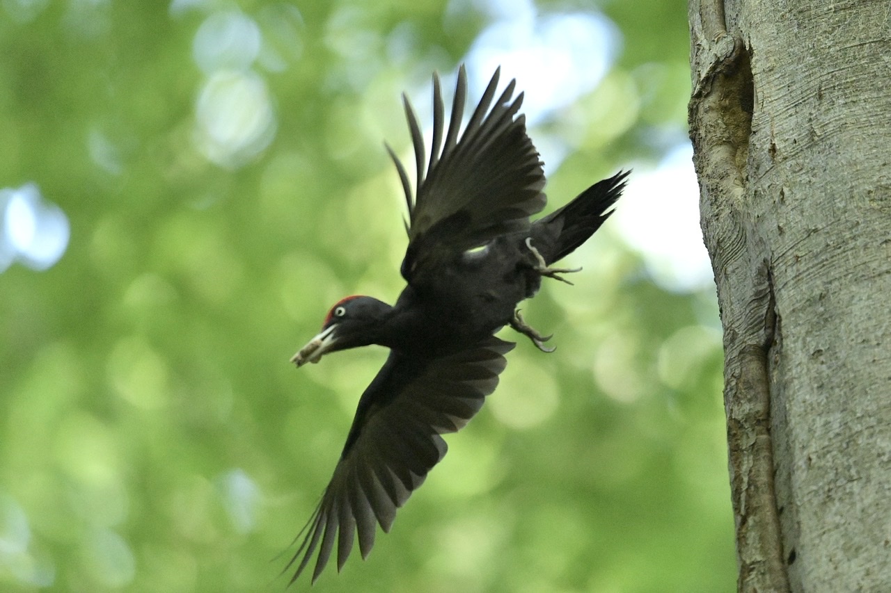 Black woodpecker
