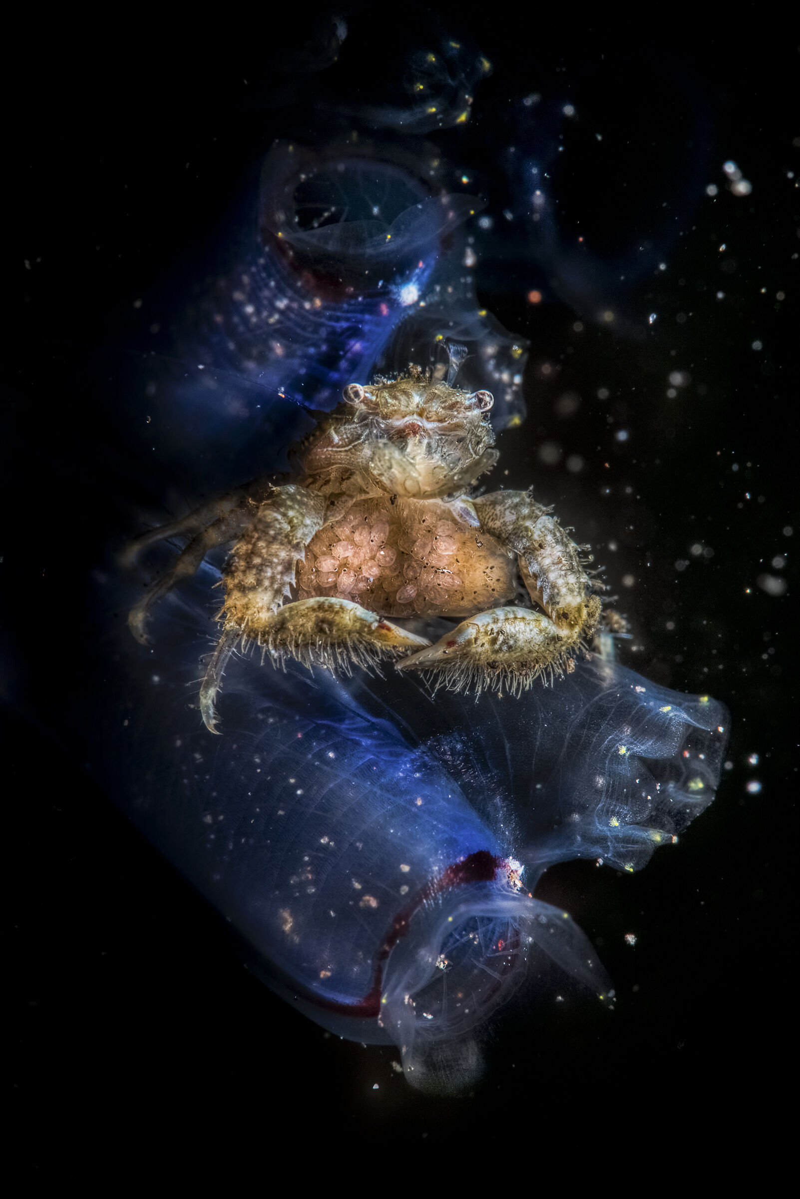 porcelain crabs with eggs